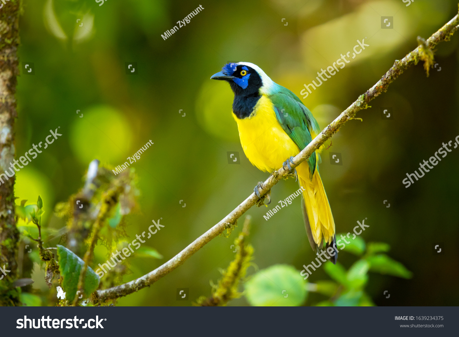 81 Inca jay Images, Stock Photos & Vectors | Shutterstock