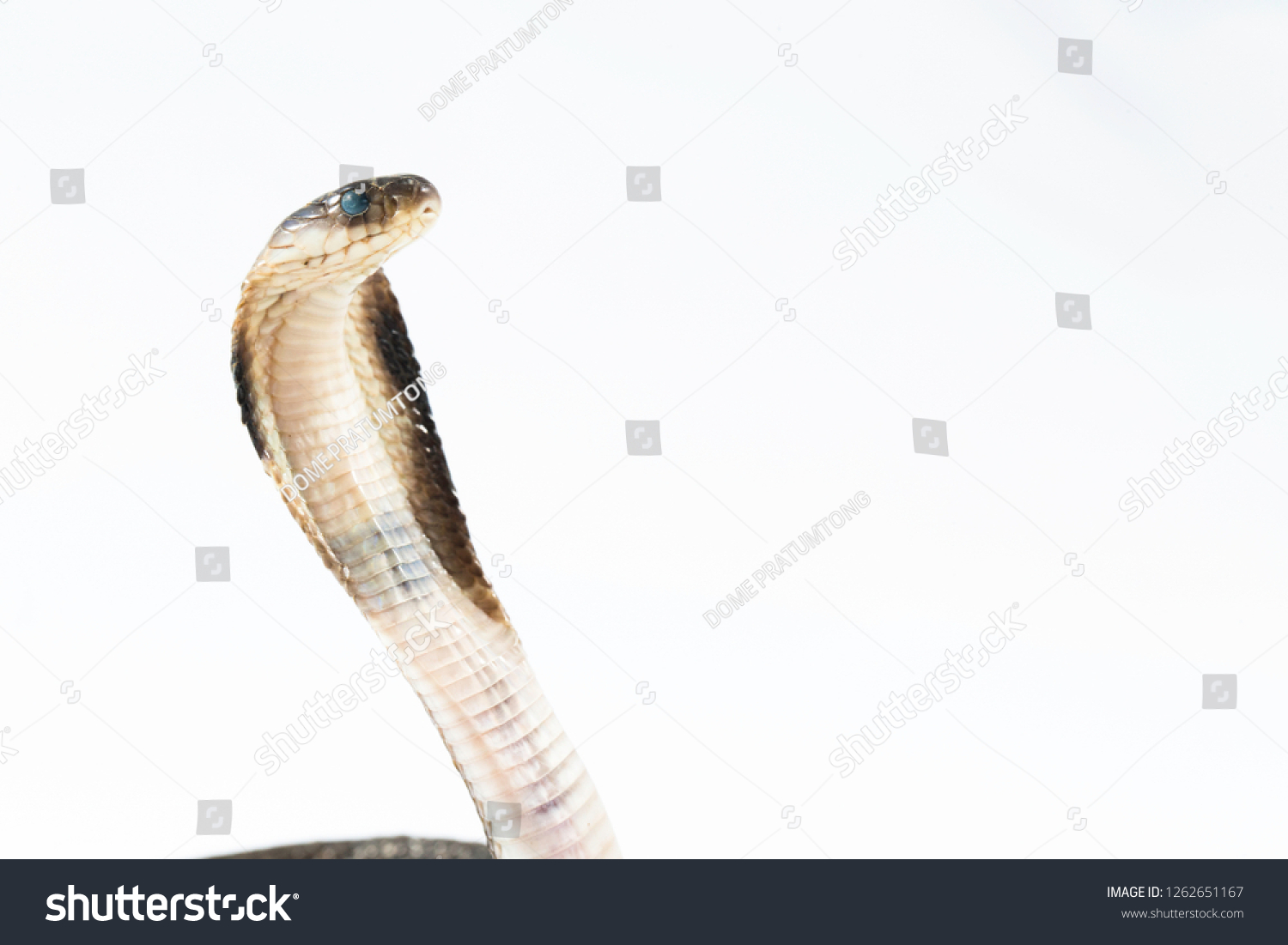 Indichinese Cobranaja Siamensisthe Indochinese Spitting Cobra Stock ...