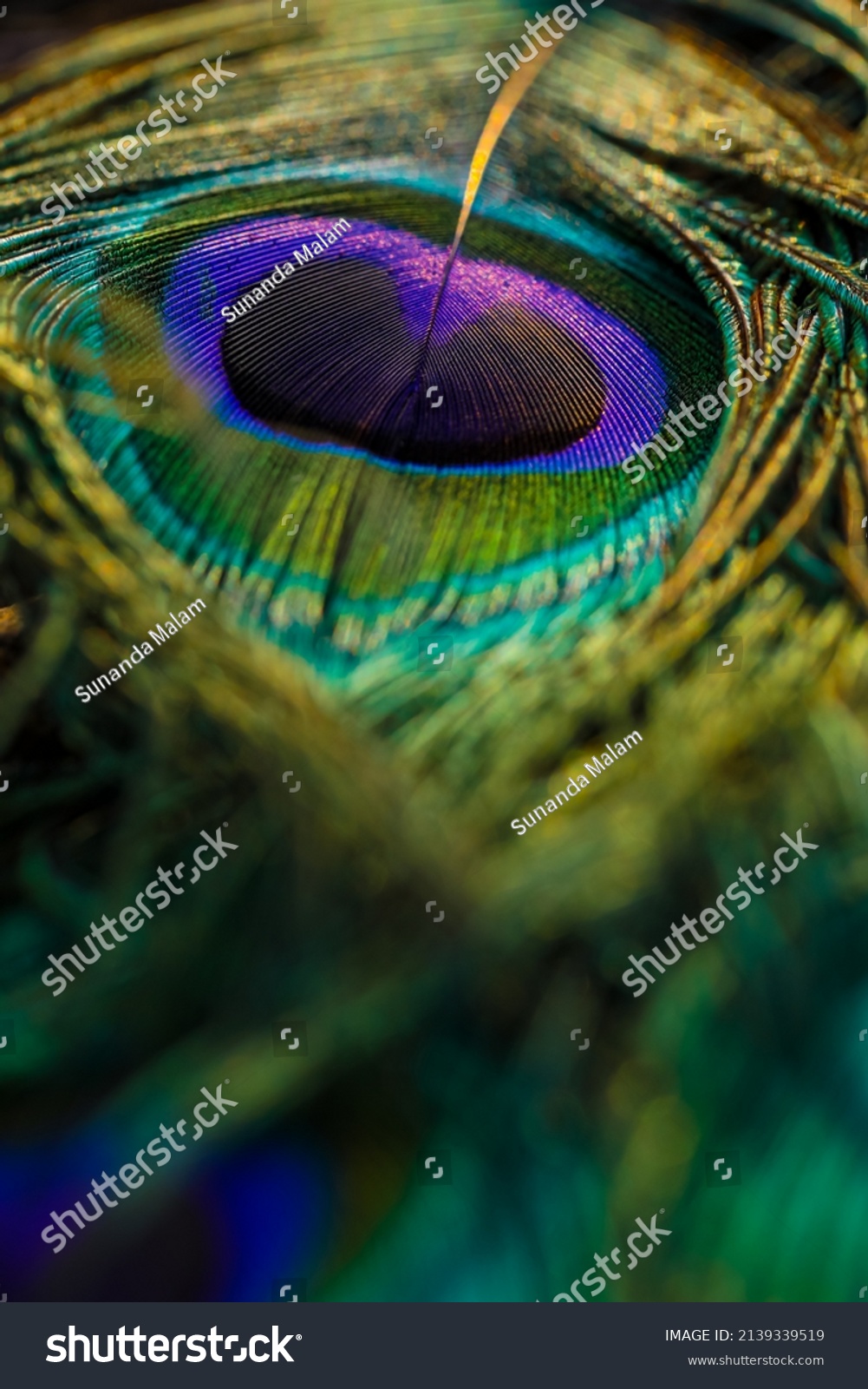 India 24 March 2022 Closeup Peacock Stock Photo 2139339519 Shutterstock   Stock Photo India March Closeup Of Peacock Feather Peacock Feather Peafowl Feather Bird Feather 2139339519 