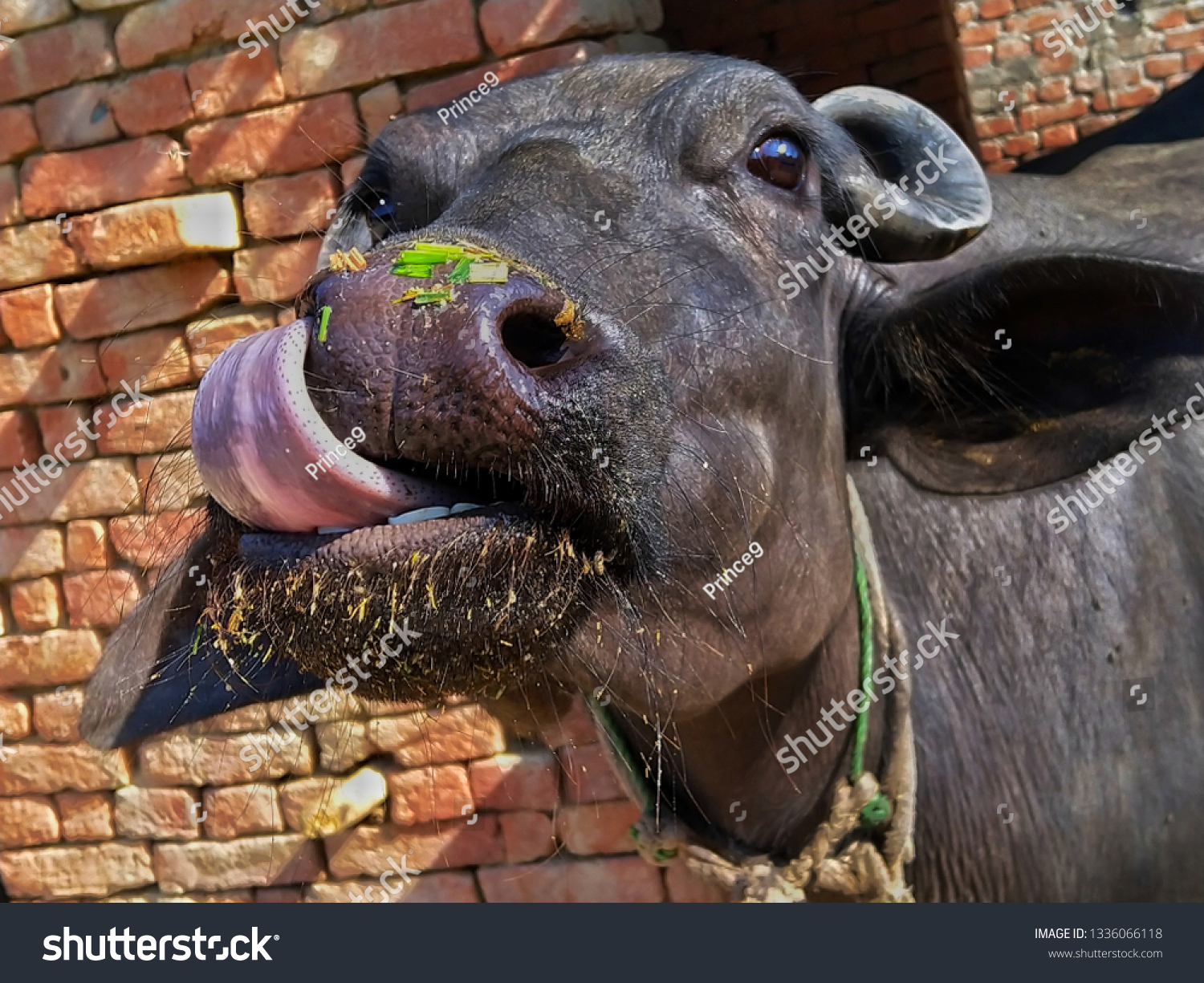 Uoverensstemmelse Bliv forvirret for mig Indian Black Buffalo Cleaning Our Nose Stock Photo (Edit Now) 1336066118