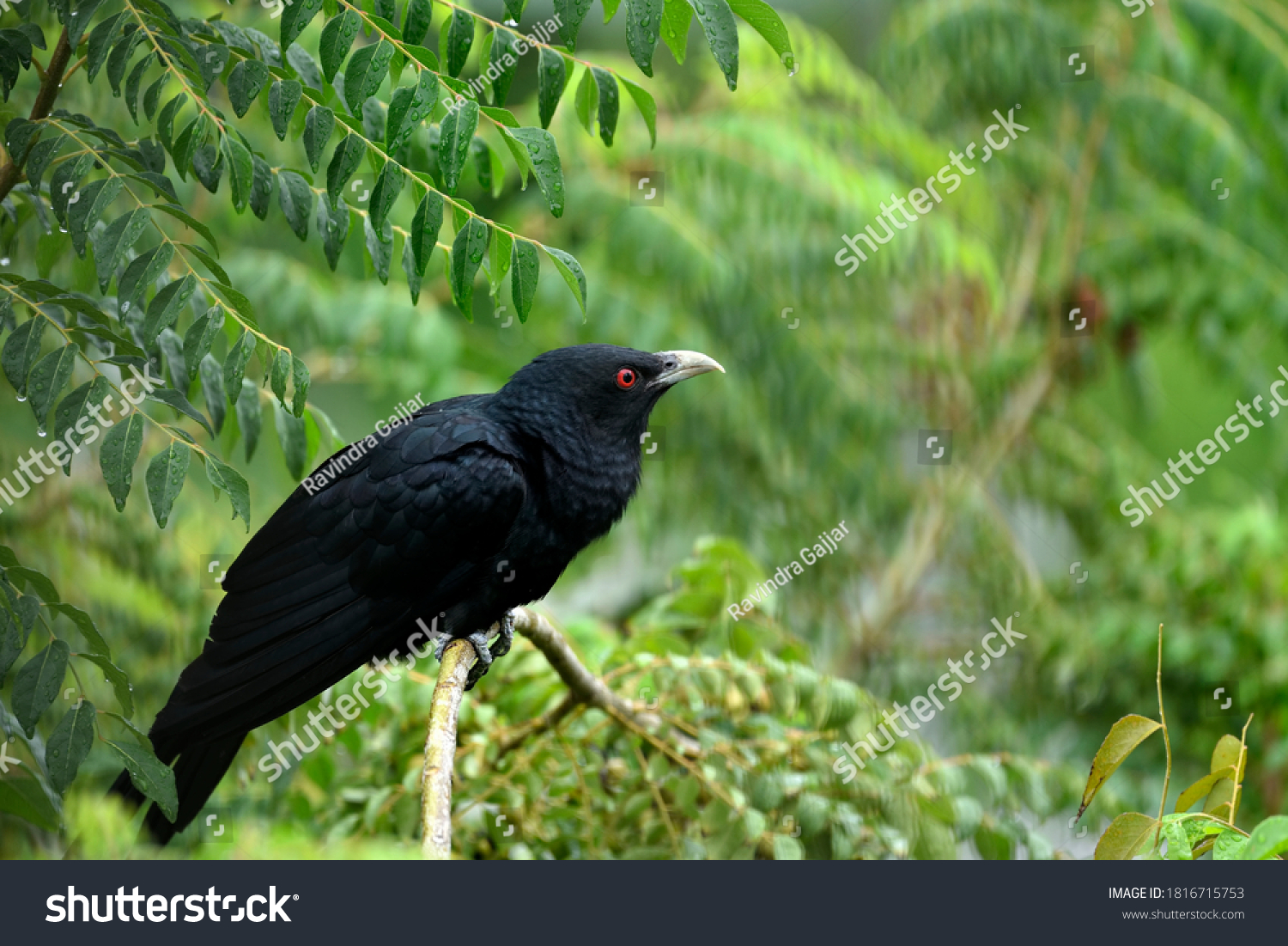 130-indian-nightingale-images-stock-photos-vectors-shutterstock