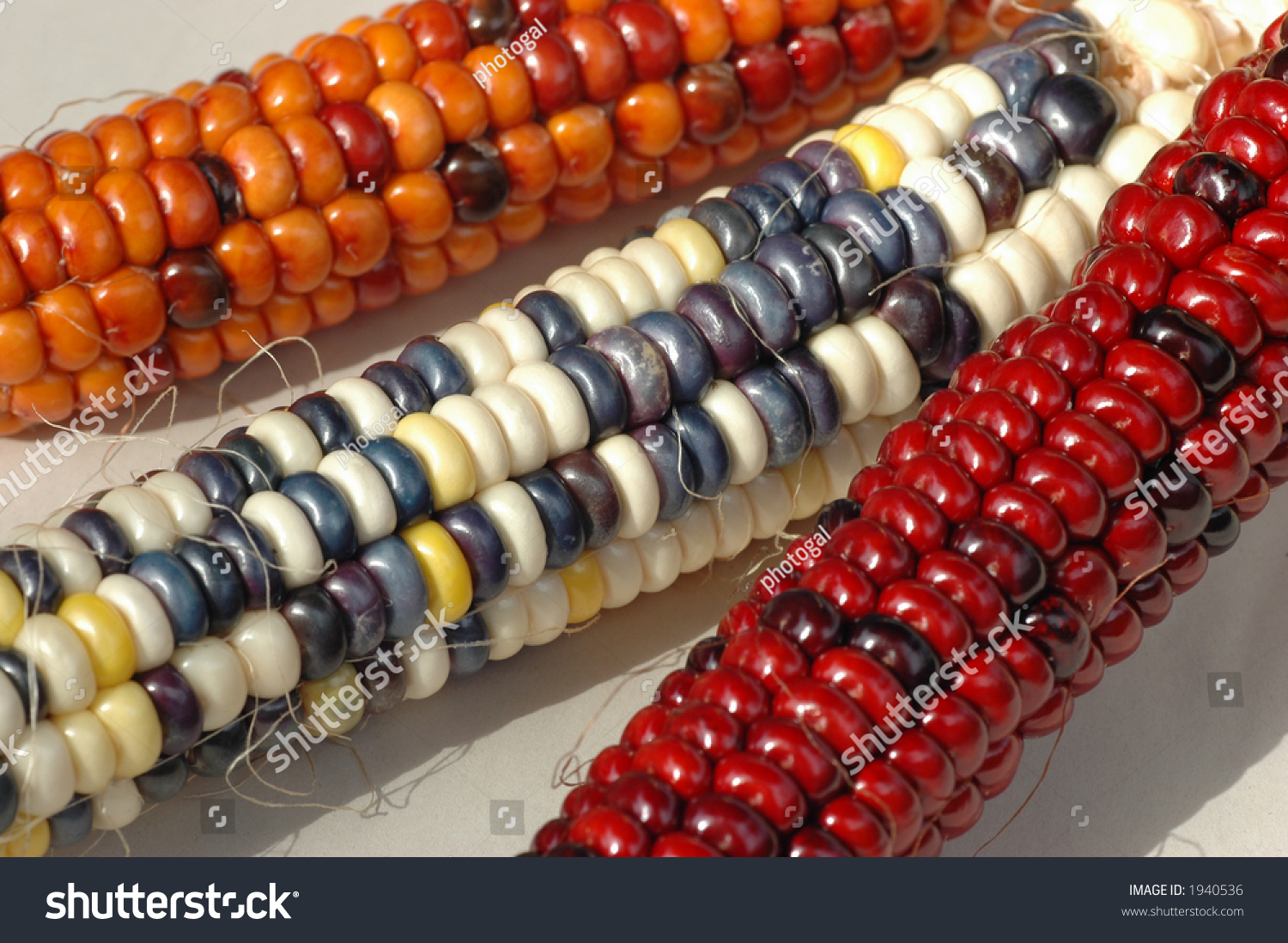 indian-corn-of-americas-tbsp