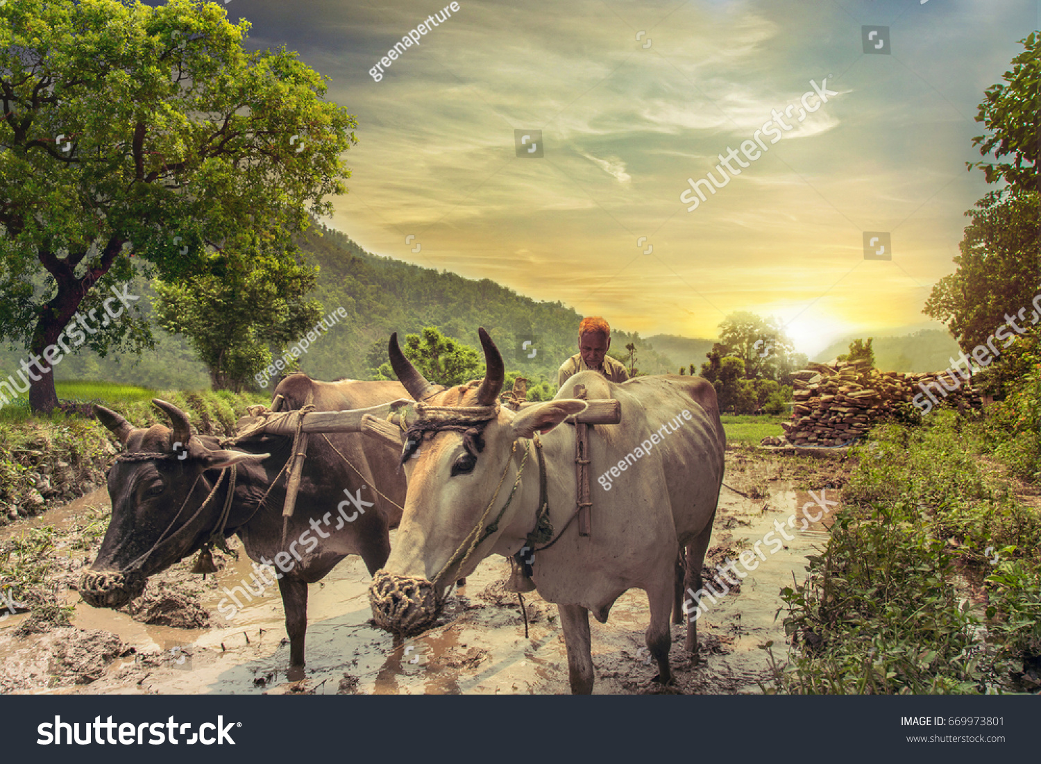 Indian Farmer Plowing Rice Fields Pair Stock Photo 669973801 | Shutterstock