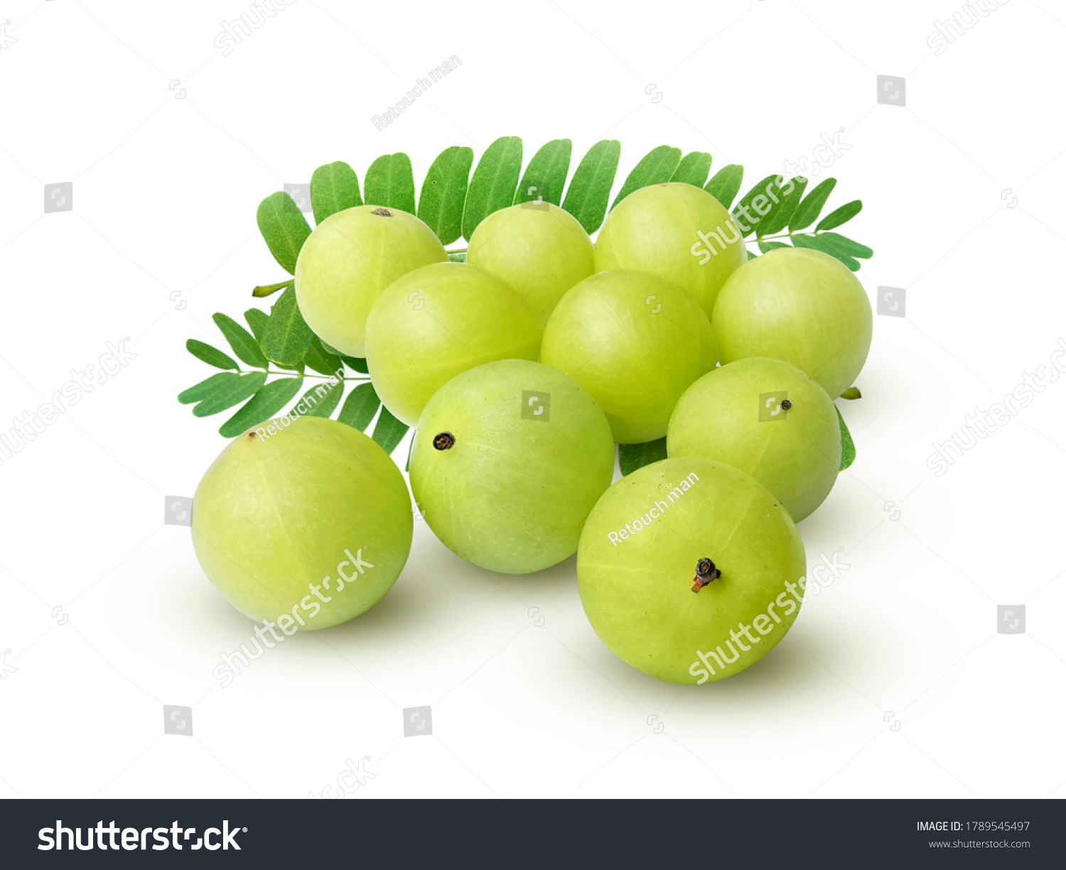 Indian Gooseberry Phyllanthus Emblica Leaves Isolated ภาพสต็อก ...