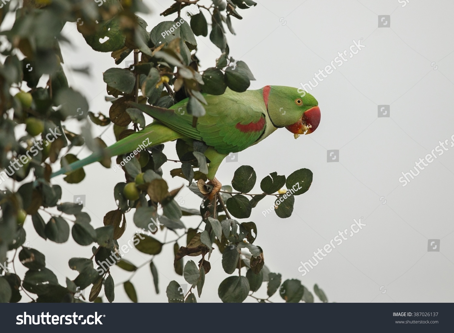 Indian Green Parakeet Kazirangaparakeetindian Green Parakeet Stock ...