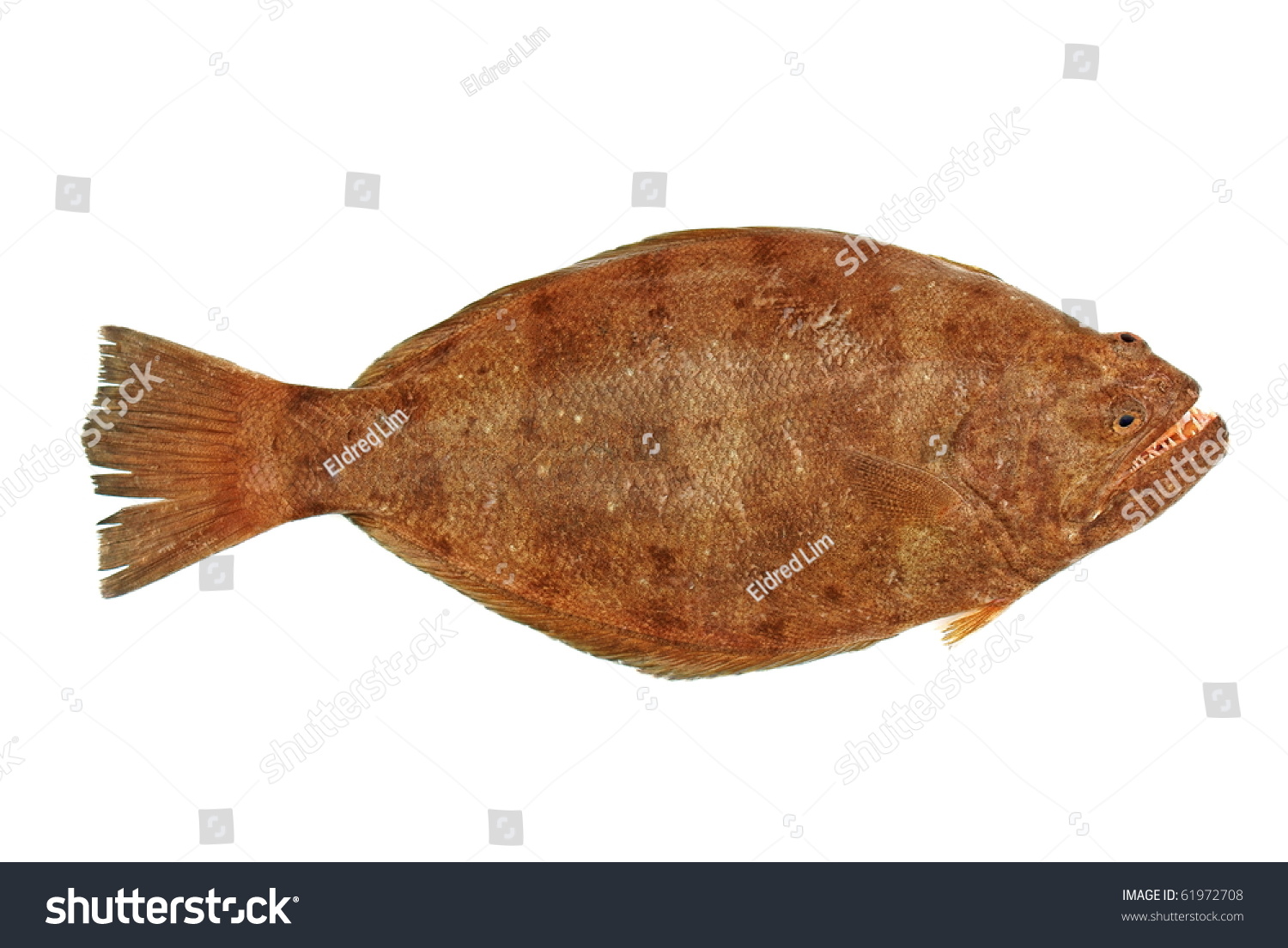 Indian Halibut Psettodes Erumei Schneider 1801 Foto Stok 61972708 ...