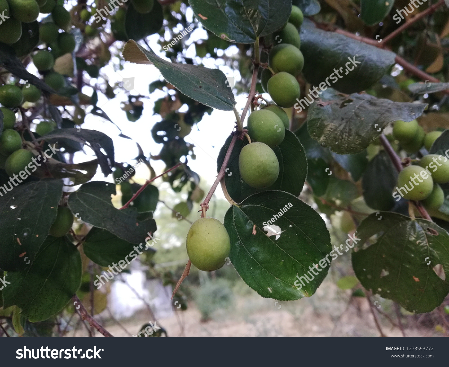 Indian Pulm Tree Stock Photo (Edit Now) 1273593772