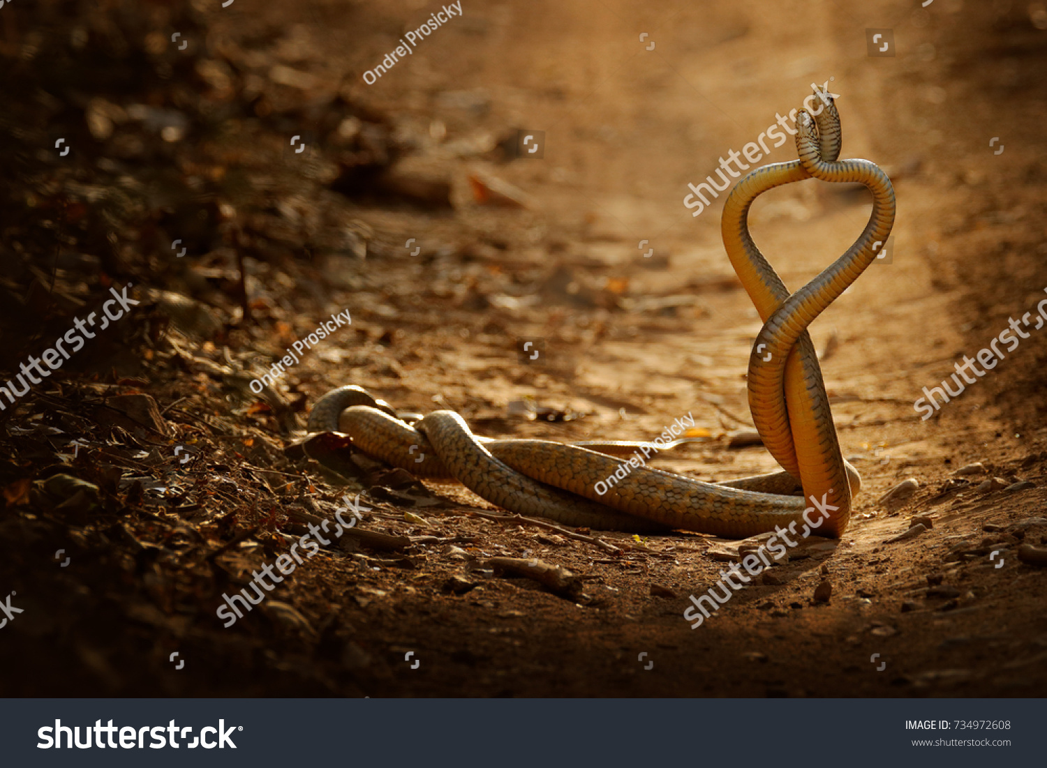 2,036 Dancing snake Stock Photos, Images & Photography Shutterstock