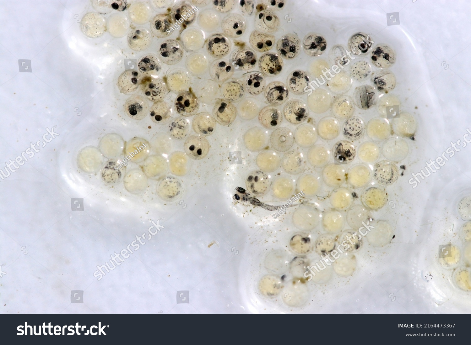 Indian Ricefish Oryzias Dancena Eggs Born Stock Photo 2164473367 ...