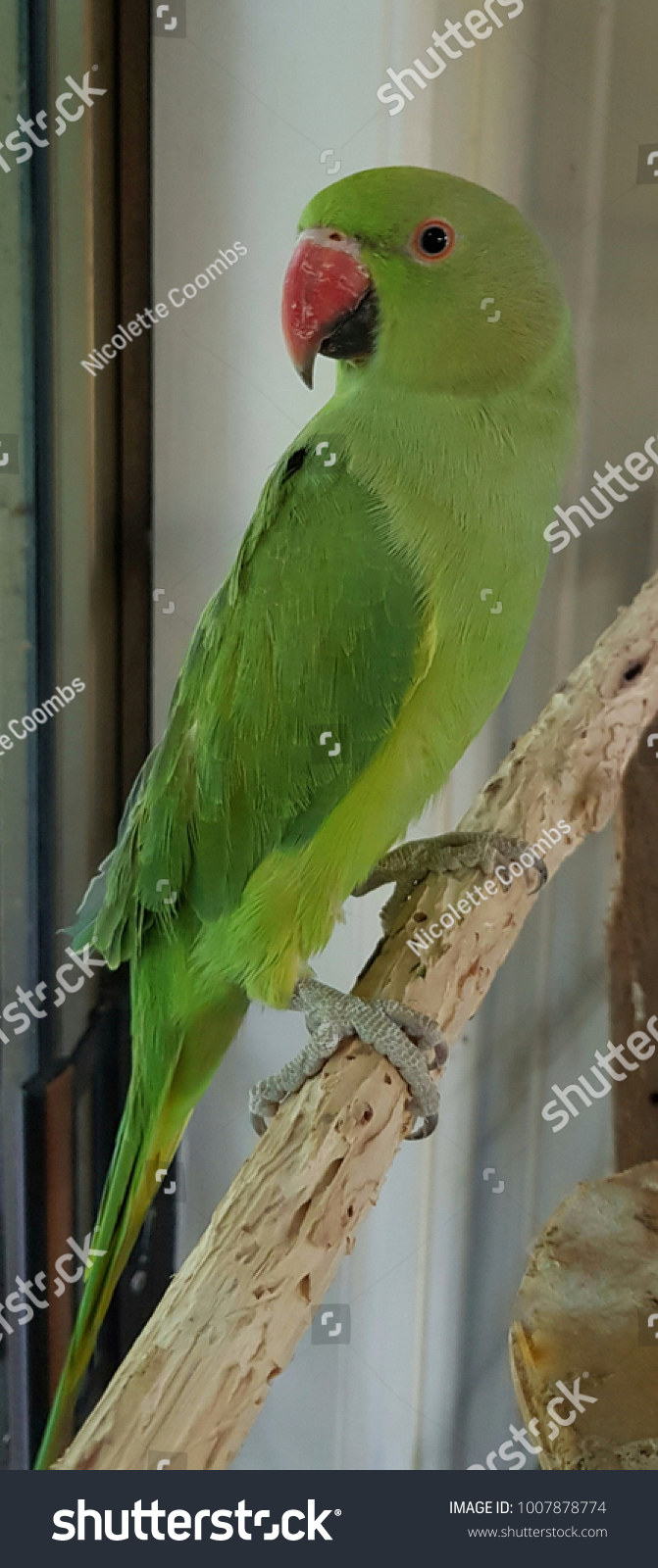 Foto Stok Indian Ringneck Parrot Female Edit Sekarang 1007878774