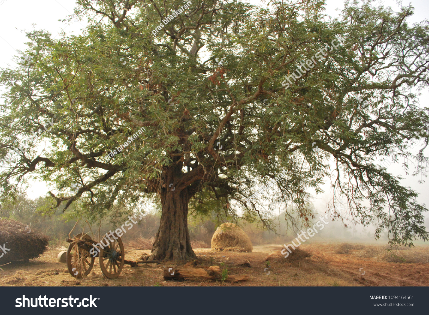 Indian Village Tamarind Tree Stock Photo Edit Now