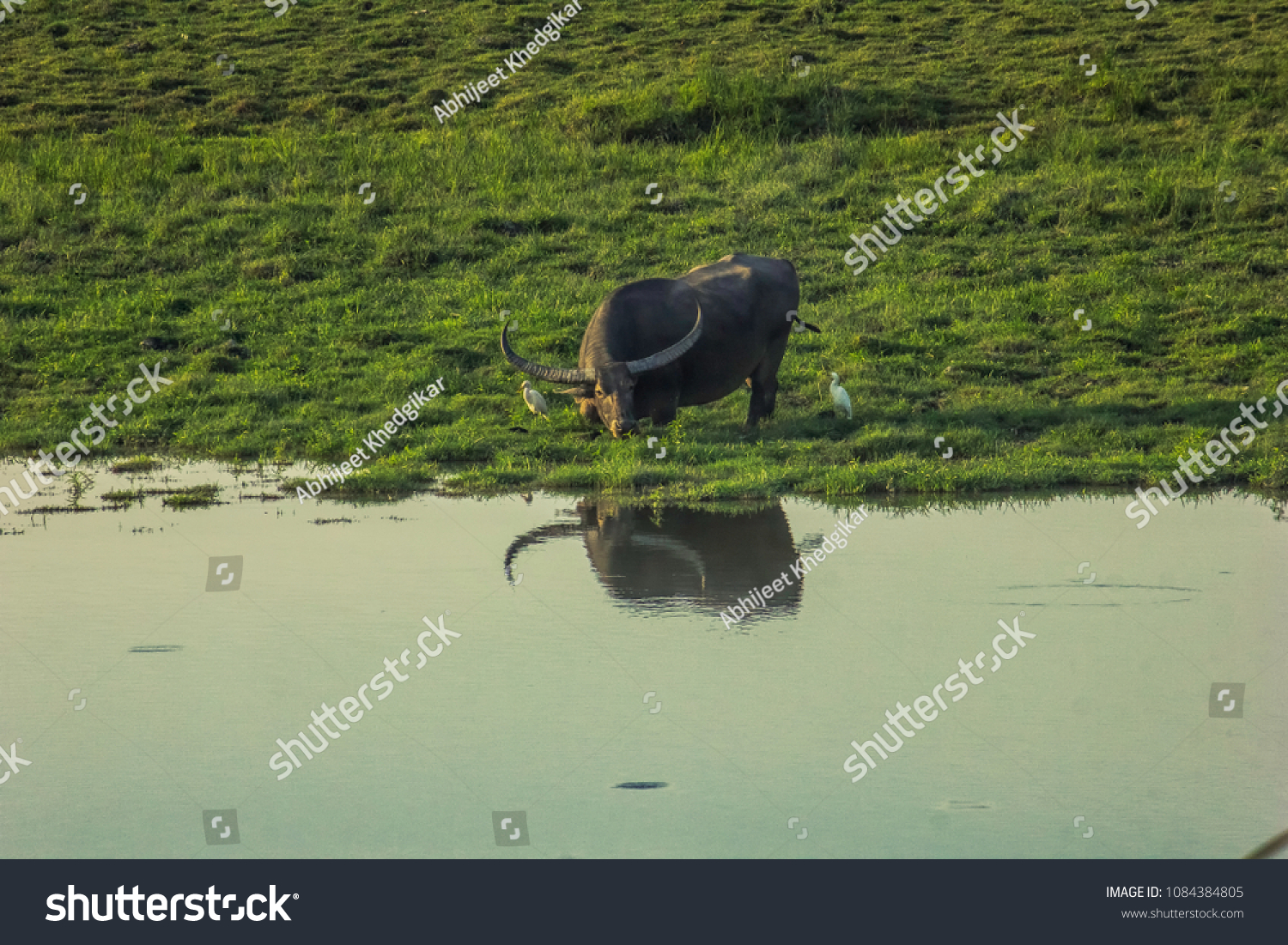 File:Murrah buffalo.JPG - Wikipedia