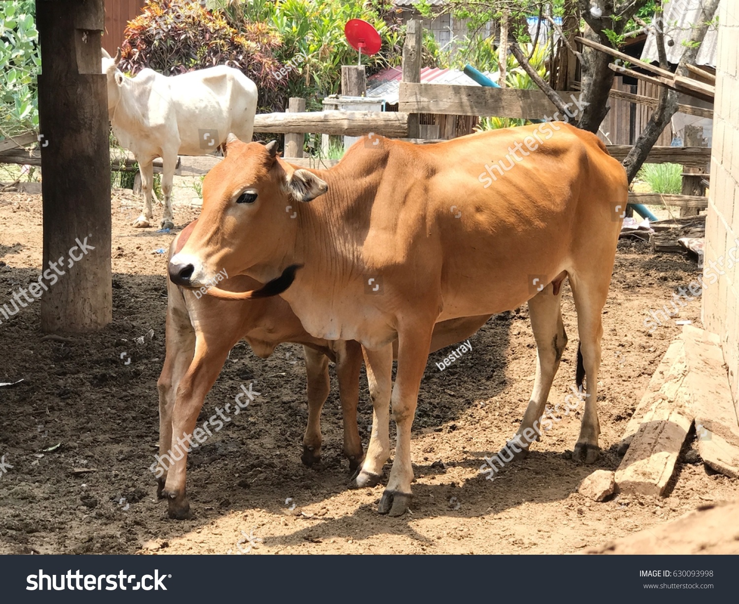 Indigenous Asian Cattle Stock Photo (Edit Now) 630093998