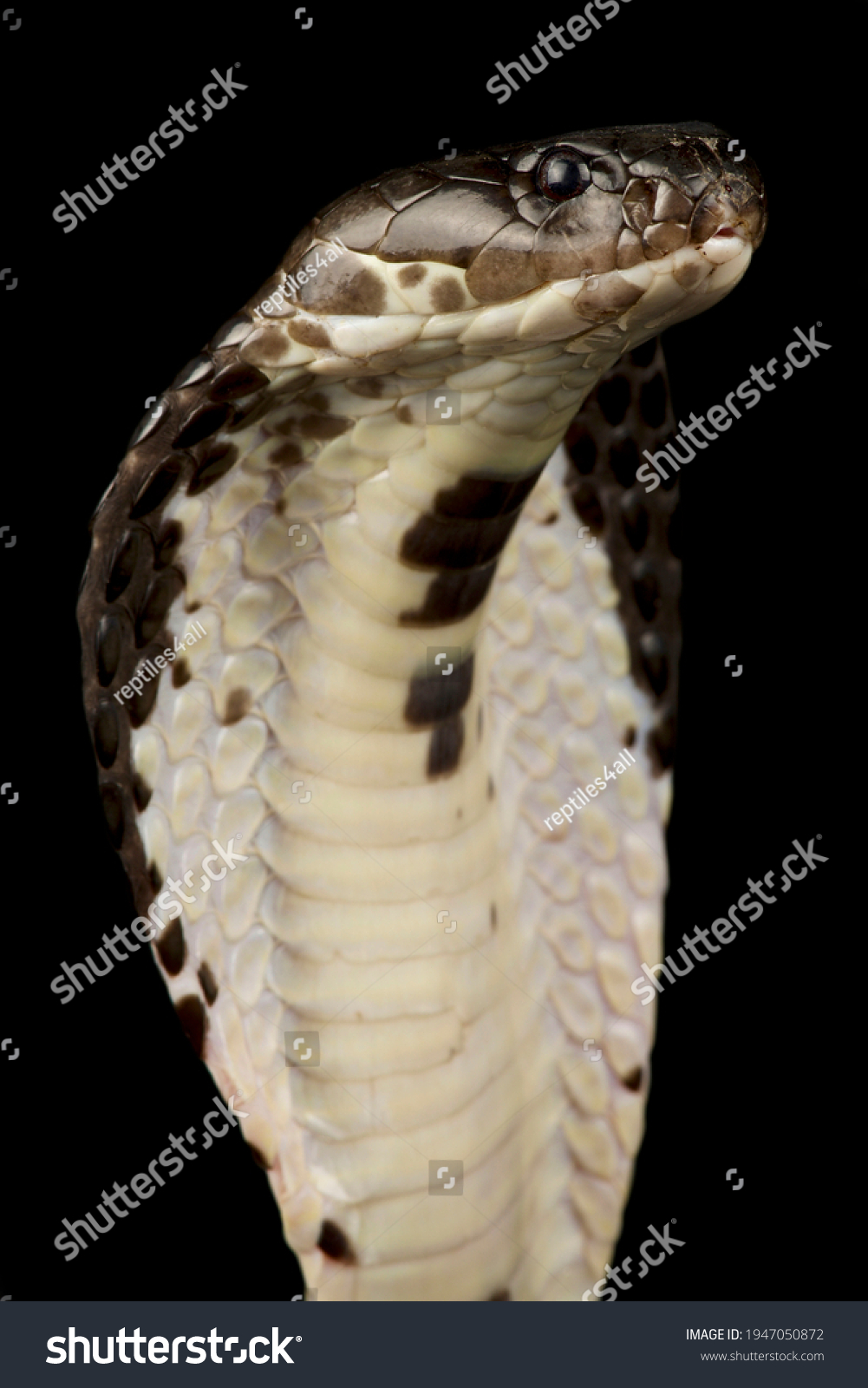 Indochinese Spitting Cobra Naja Siamensis Stock Photo 1947050872 ...