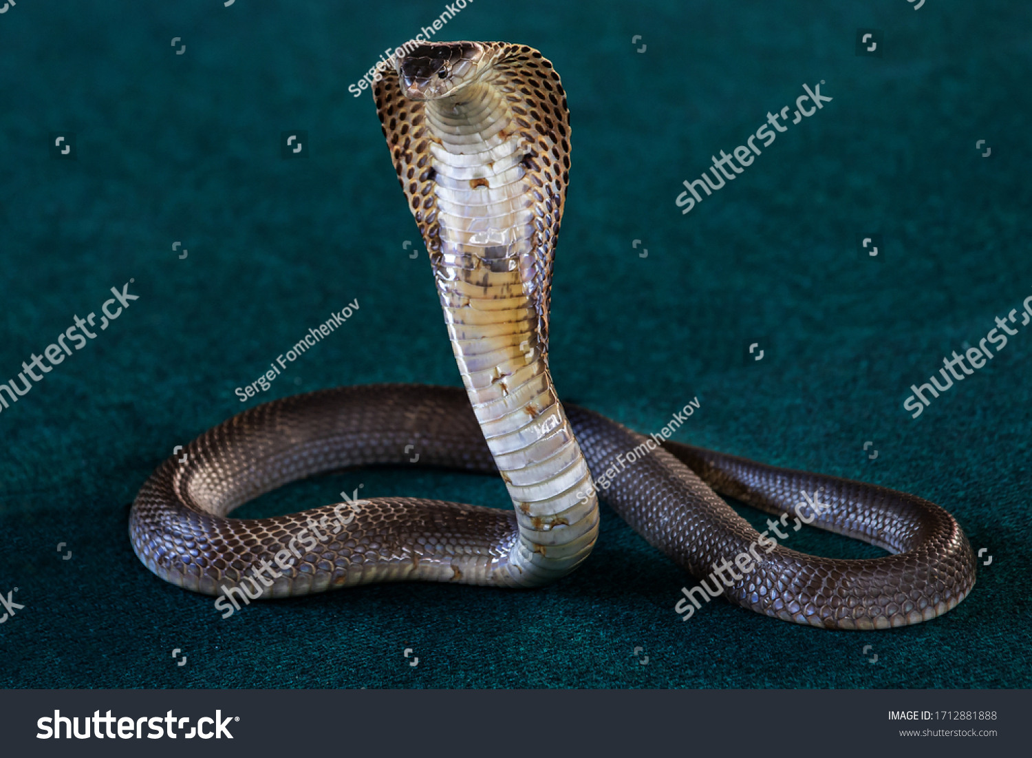 Indochinese Spitting Cobra Thai Spitting Cobra Stock Photo 1712881888 ...