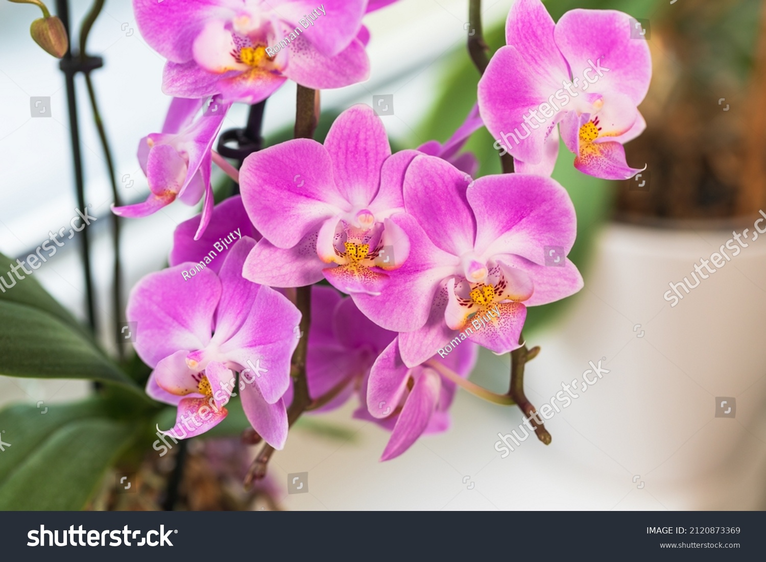 2 375 Orchidee 图片 库存照片和矢量图 Shutterstock