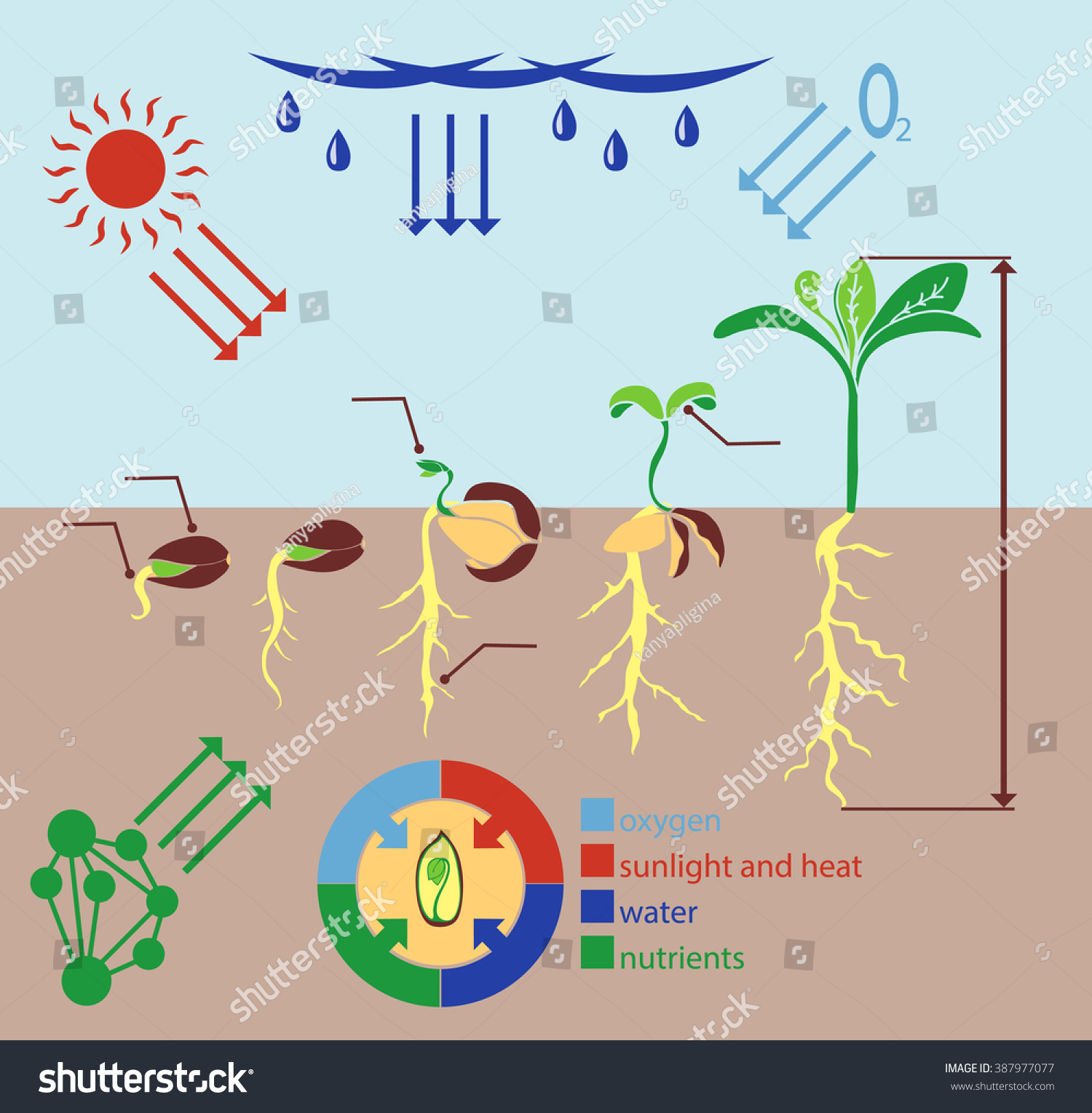 Plant Growth Stages Infographics Royalty Free Vector Image