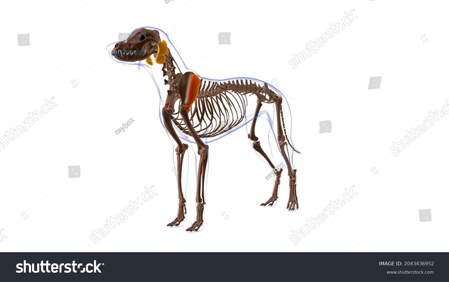 Deltoideus Images, Stock Photos & Vectors | Shutterstock