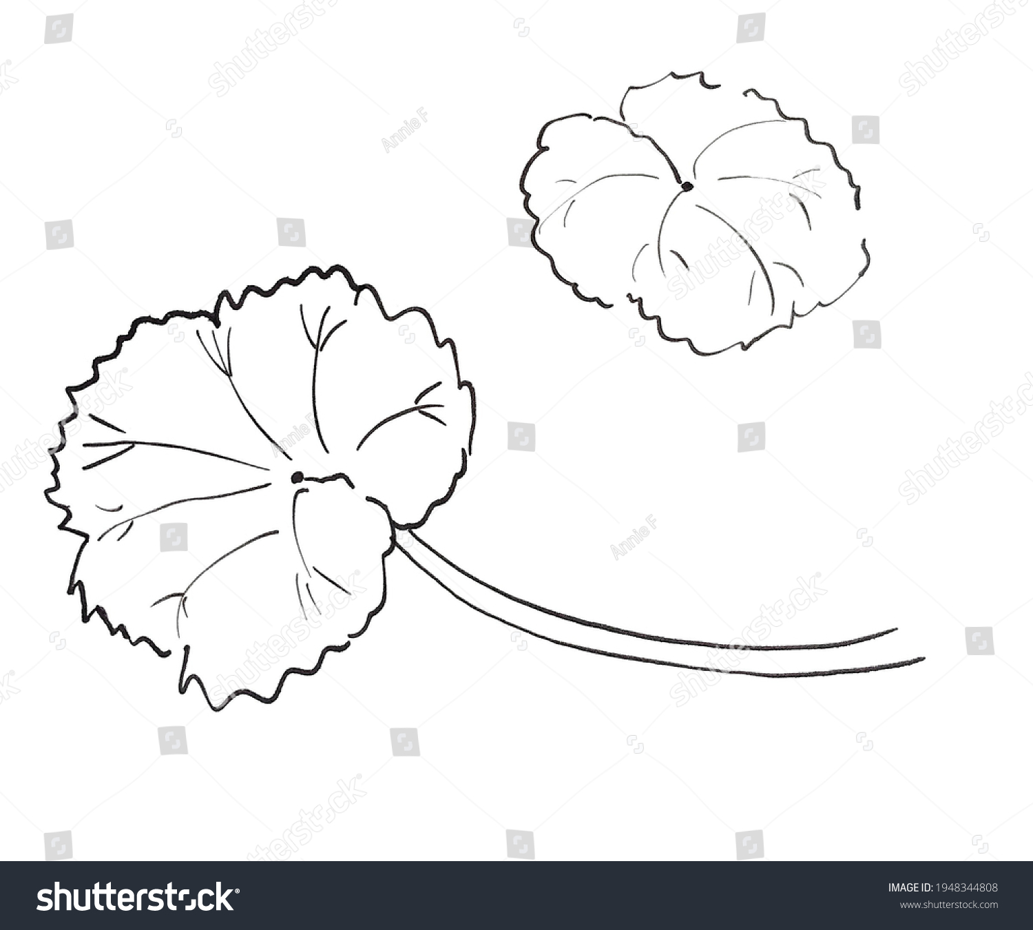 Ink Drawing Pelargonium Leaves Isolated On Stock Illustration ...