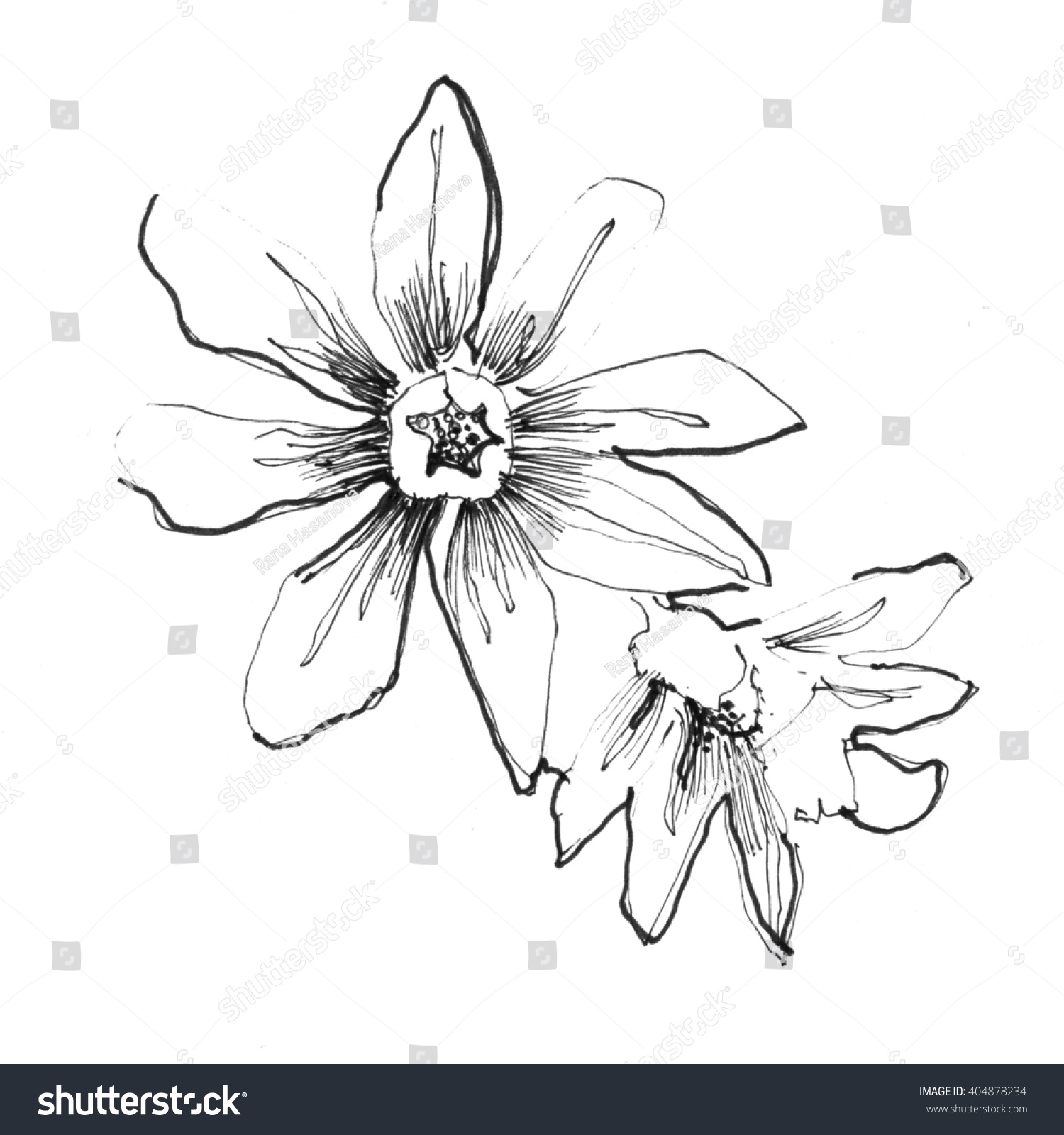 Ink Pencil Flower Sketch Line Art Stock Illustration 