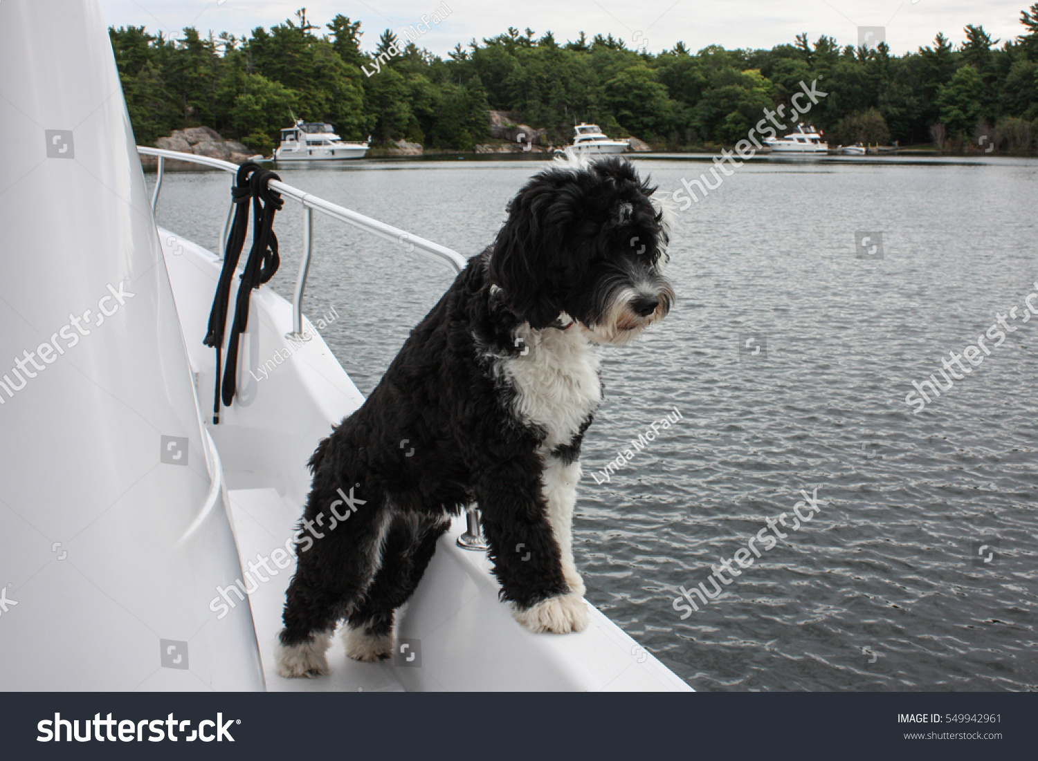 Inquisitive Black White Portuguese Water Dog Stock Photo Edit Now 549942961