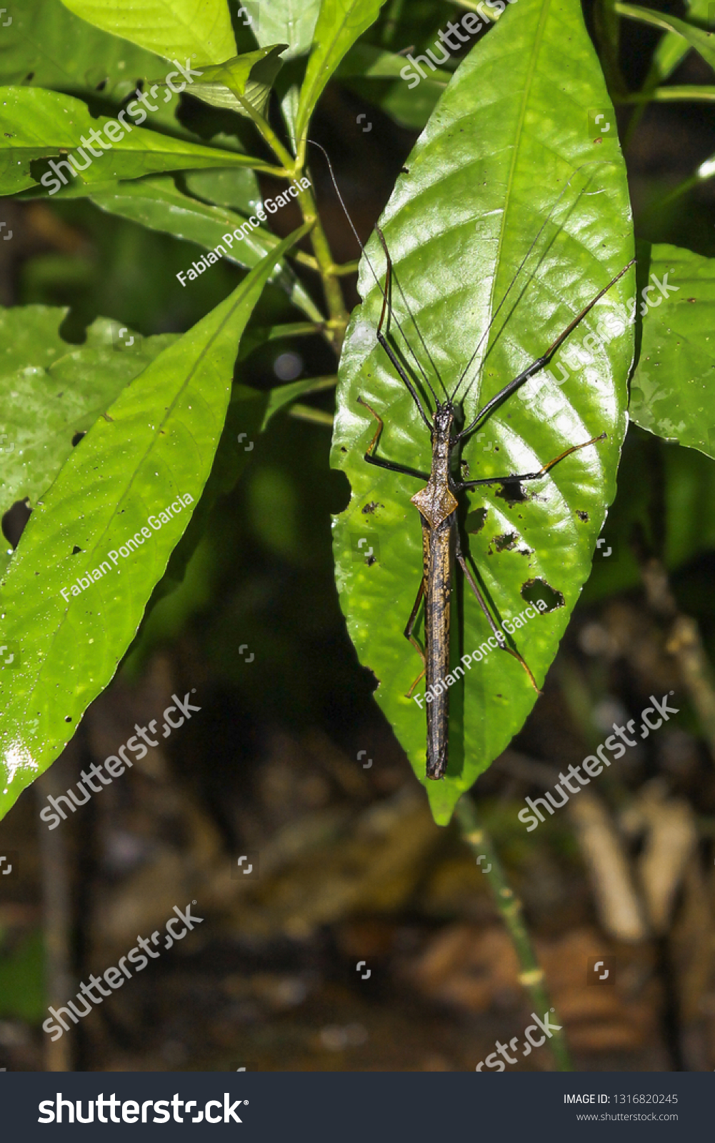 Insect Closeup South American Amazon Stock Photo Edit Now