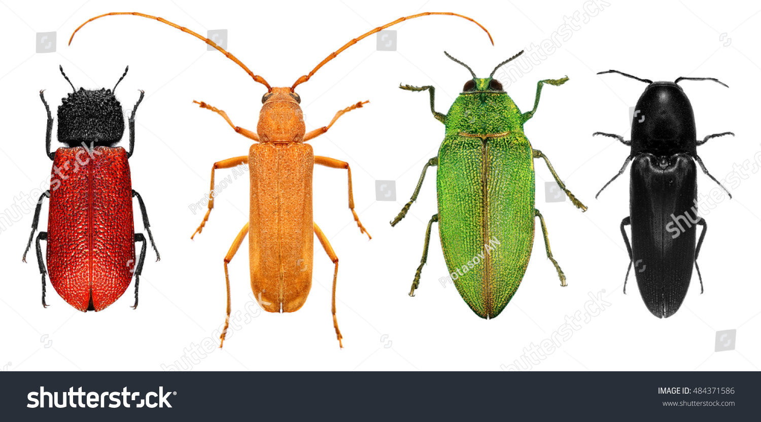 Insect Color Diversity Red Yellow Green Stock Photo (Edit Now) 484371586