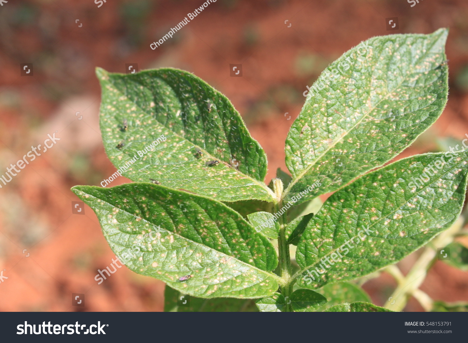 Insect Vectors Plant Diseases Cause Potato Stock Photo Edit Now