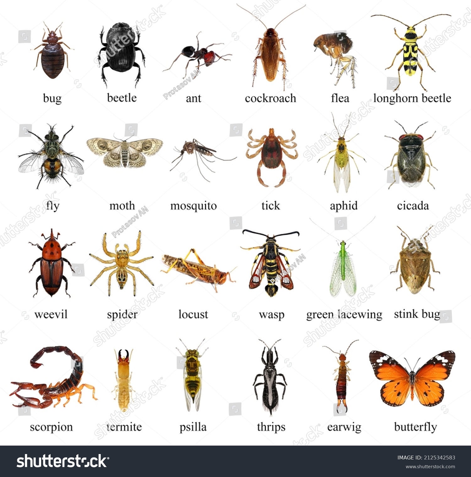 25,040 Diptera insects Images, Stock Photos & Vectors | Shutterstock