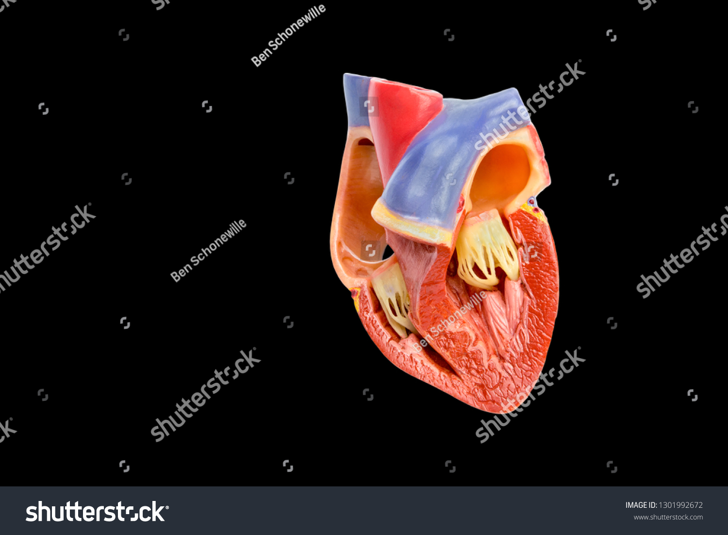 Adult Pornoy Model Artificial Heart Model