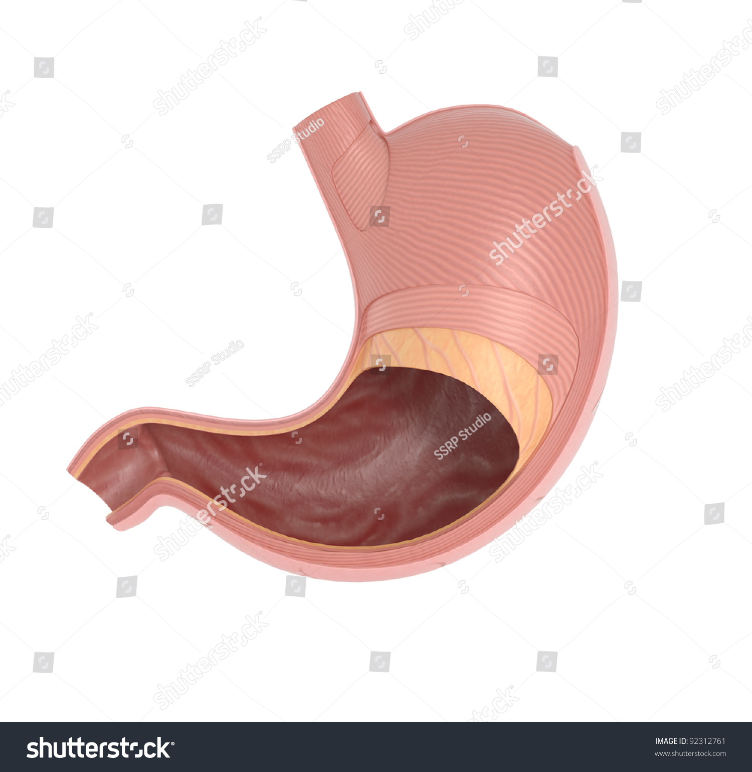 Inside Human Stomach 3d Illustration Stock Illustration 92312761