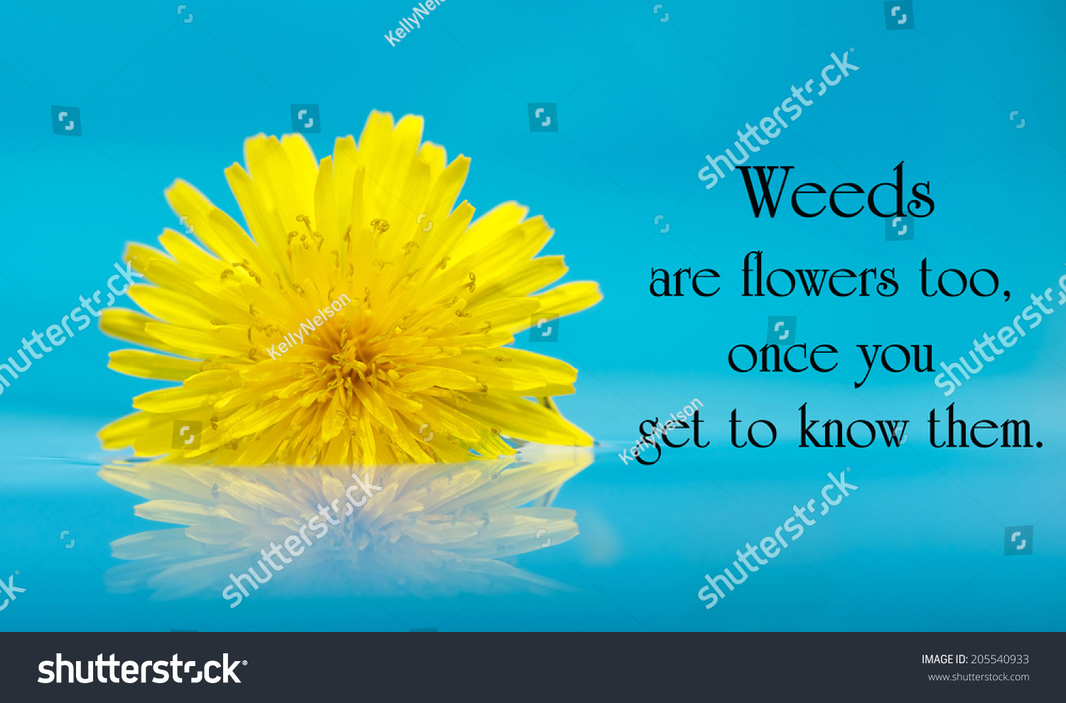 Inspirational quote on life by A A Milne with a beautiful yellow dandelion bloom floating on water