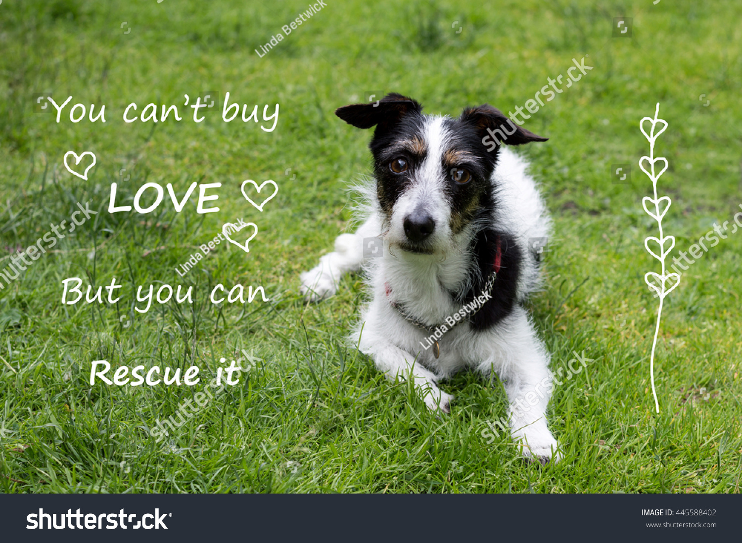Inspirational quote with cute Jack Russell terrier cross dog You can t love