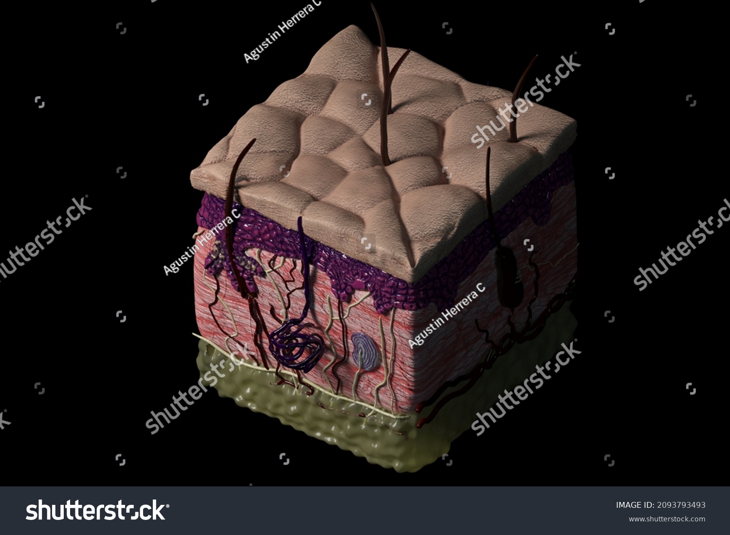 Integumentary System Skin Dermis Epidermis Adipose Stock Illustration 2093793493