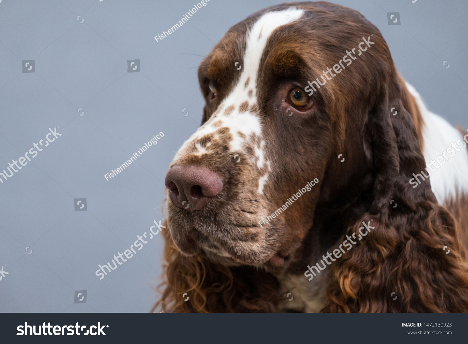 Intense Portrait Liver Roan English Cocker の写真素材 今すぐ編集