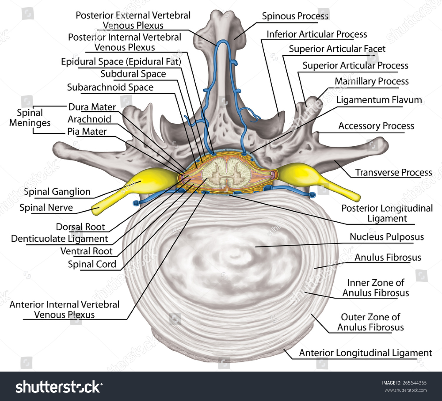 Intercostal Venous Venous Plexuses Vertebral Canal Stock Illustration ...