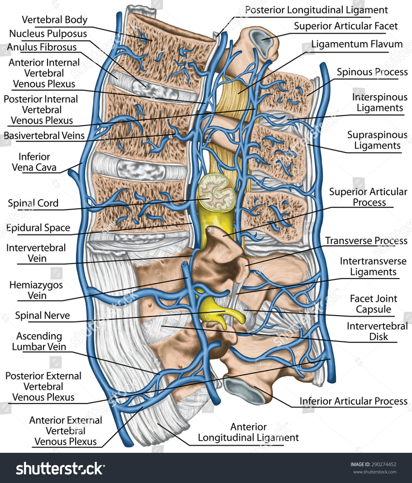 Venous Plexus Spine