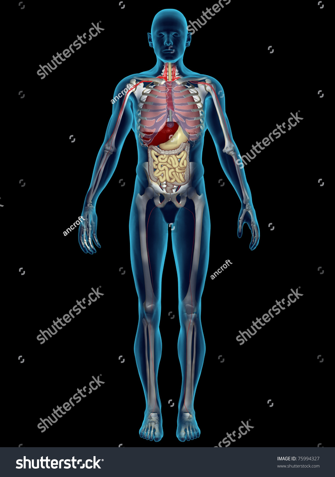 Internal Organs Stock Illustration 75994327 | Shutterstock