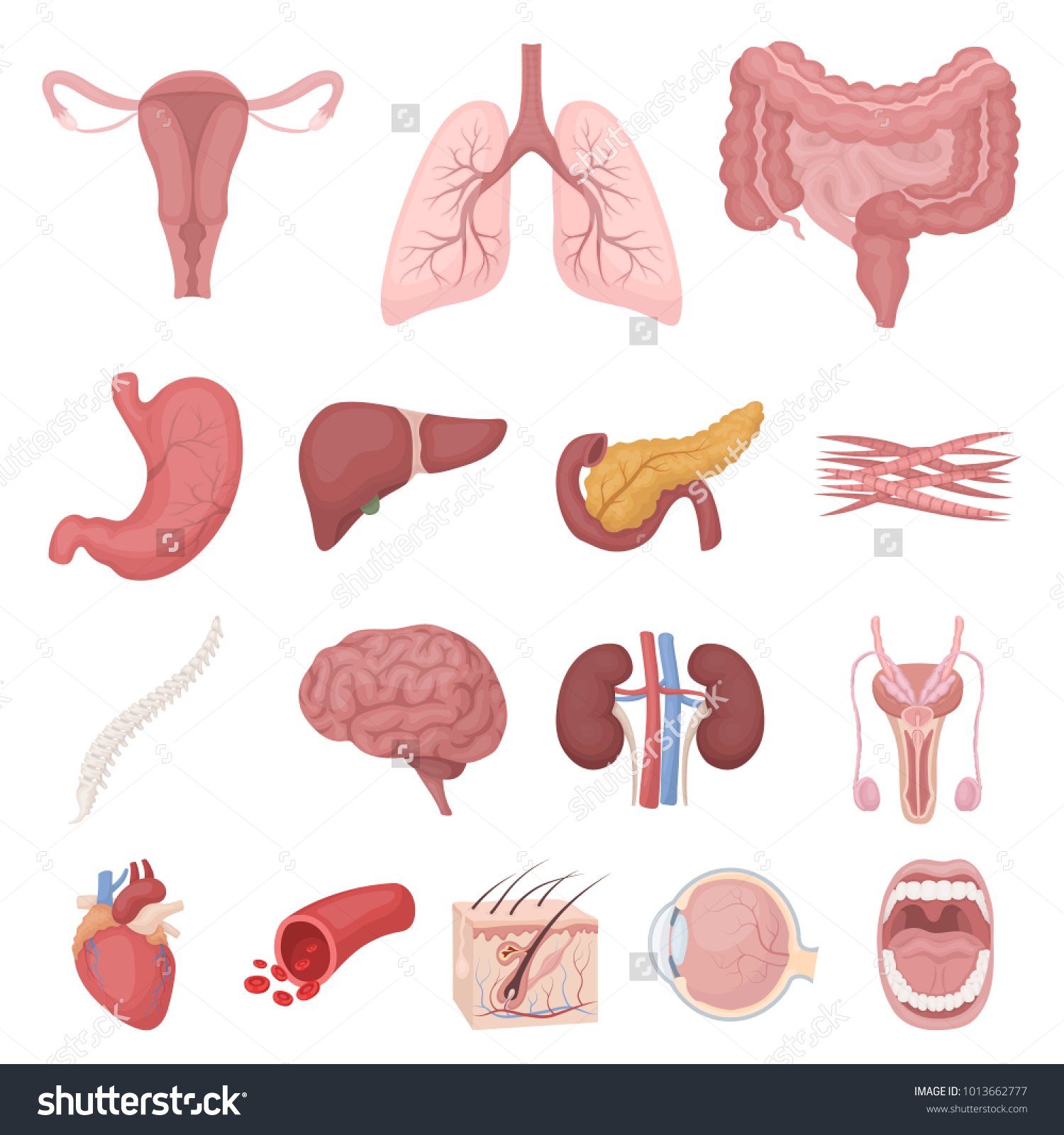 18,309 Human internal organs set Images, Stock Photos & Vectors ...