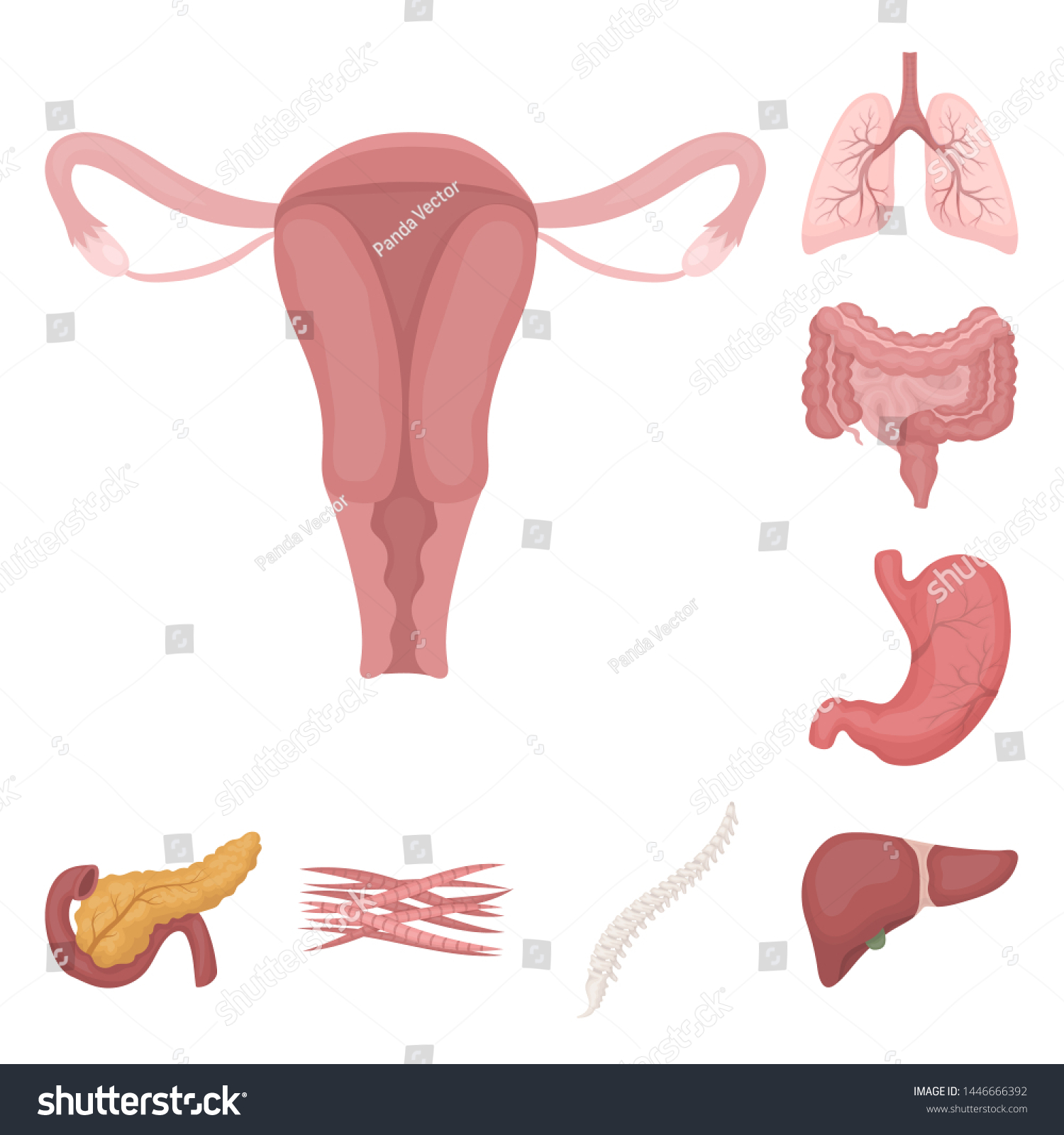 Internal Organs Human Cartoon Icons Set Stock Illustration 1446666392 