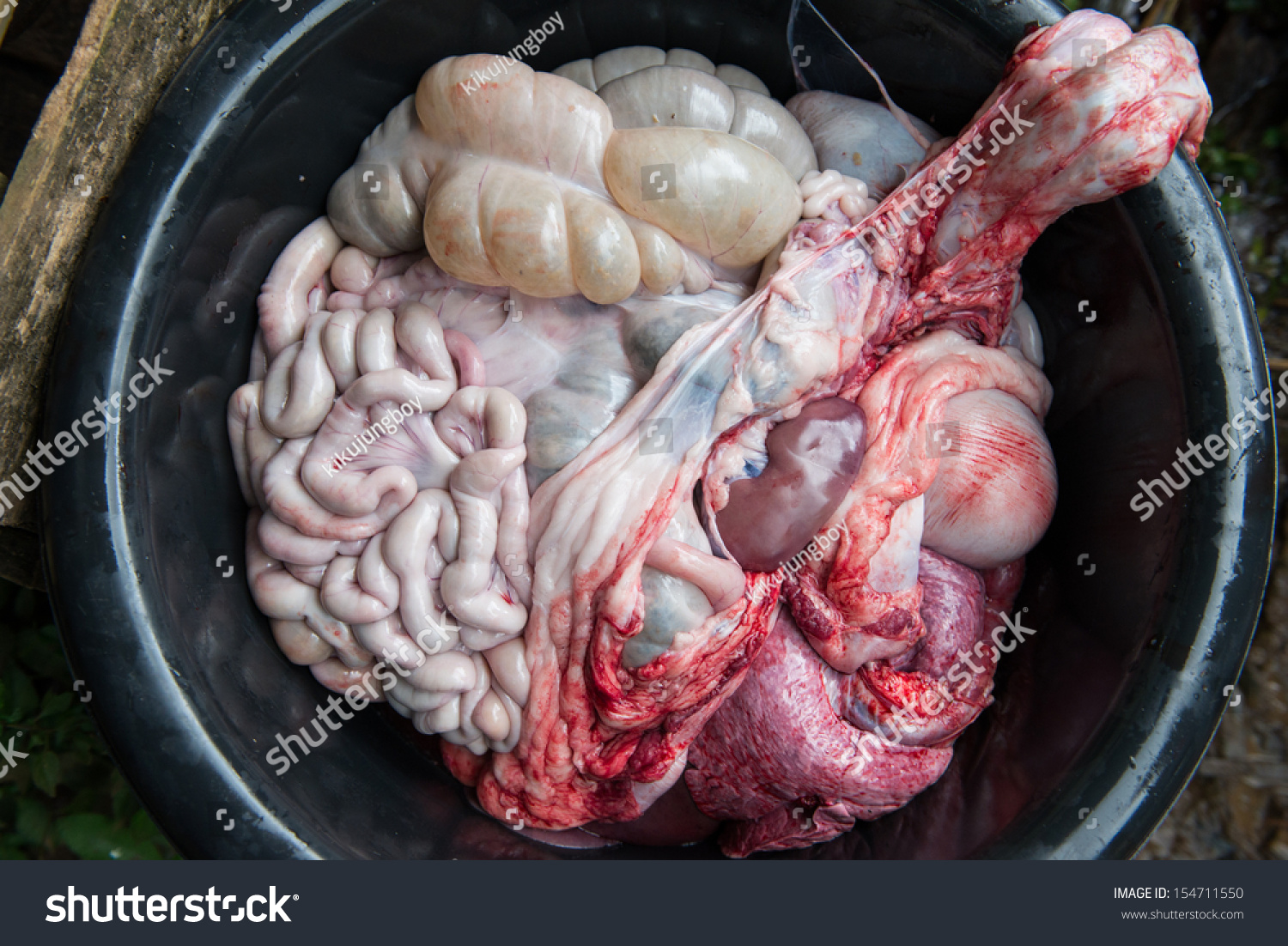 Internal Organs Of Pig Stock Photo 154711550 : Shutterstock