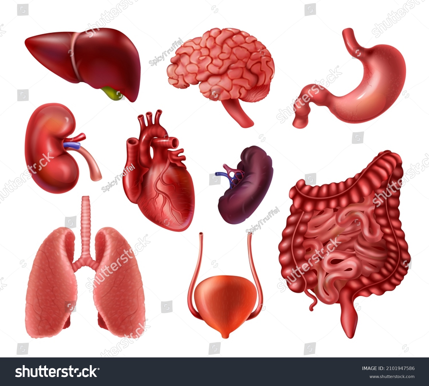 Internal Organs Realistic Human Body Anatomy Stock Illustration 2101947586