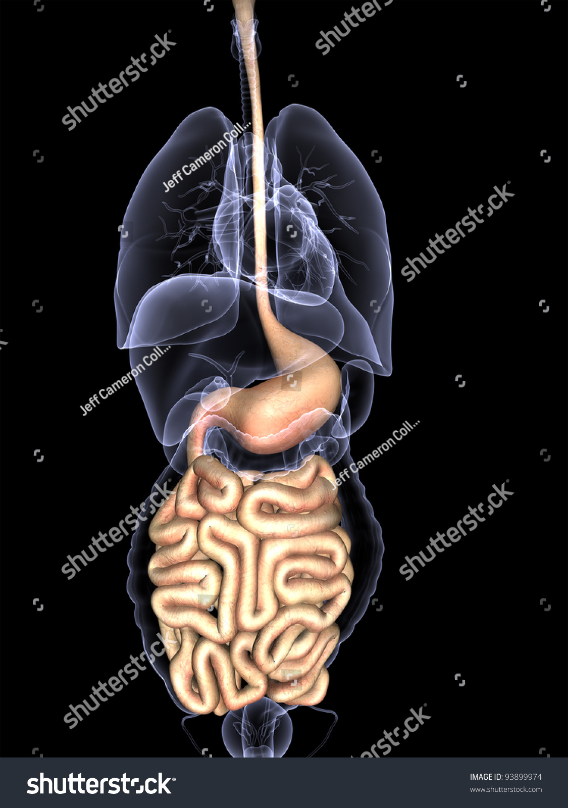 Internal Organs X-Ray - Digestive System X-Ray Of Internal Organs ...