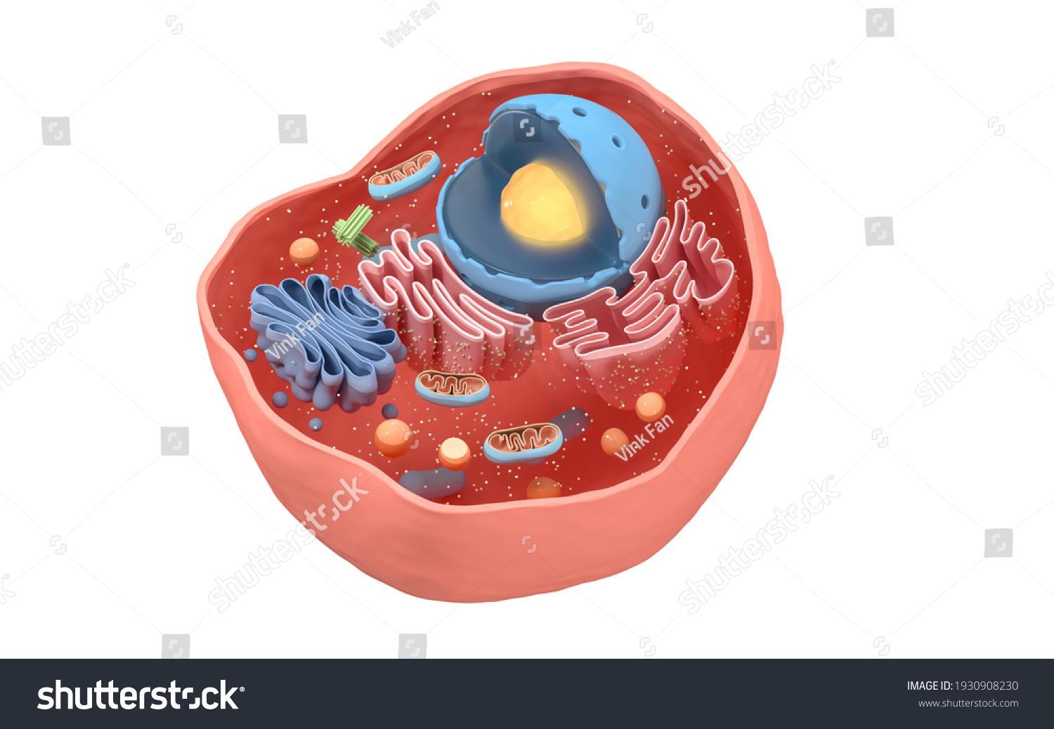 Internal Structure Animal Cell 3d Rendering Stock Illustration 