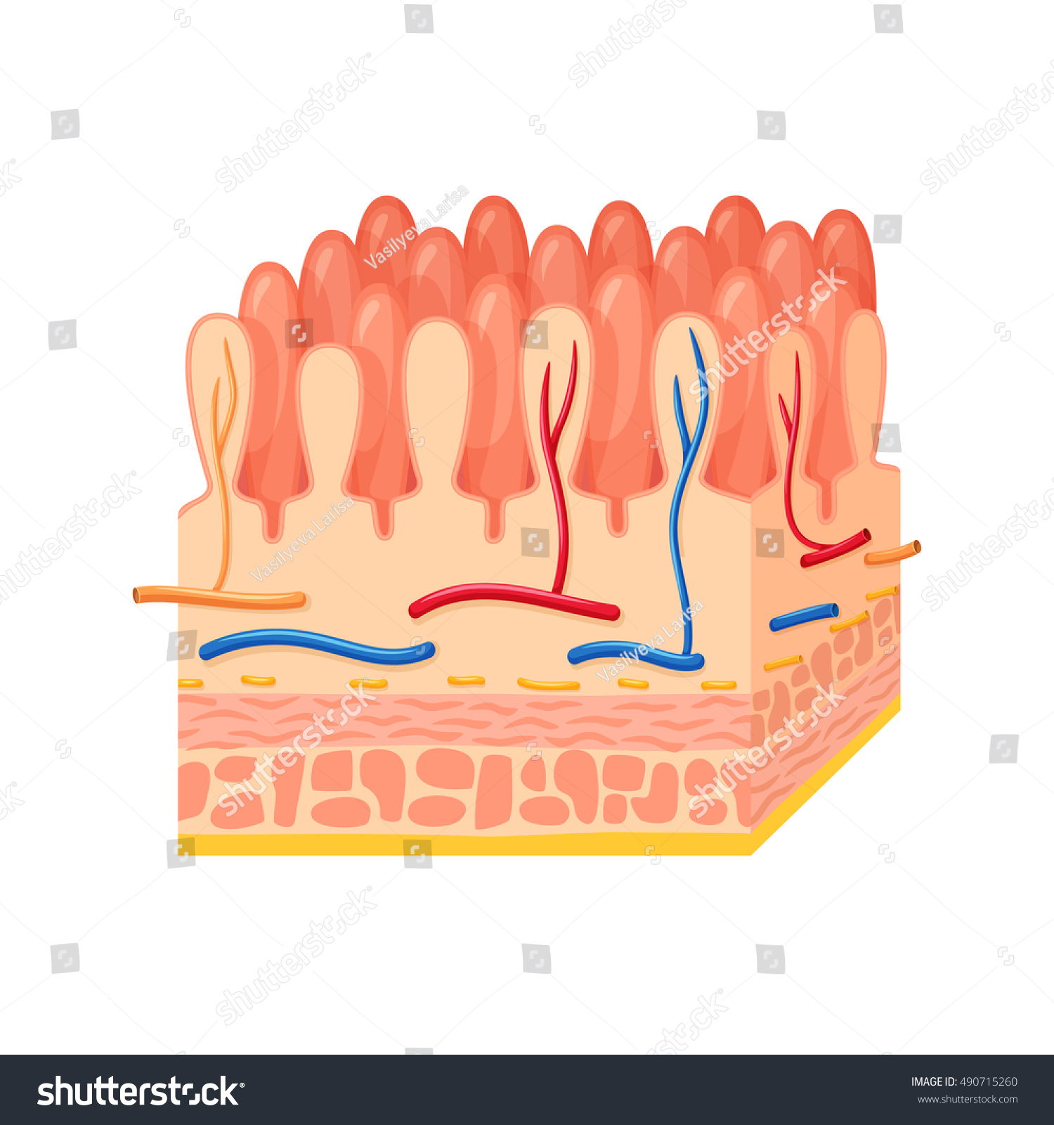 Intestinal Wall Anatomy Medical Science Vector Stock Illustration 490715260