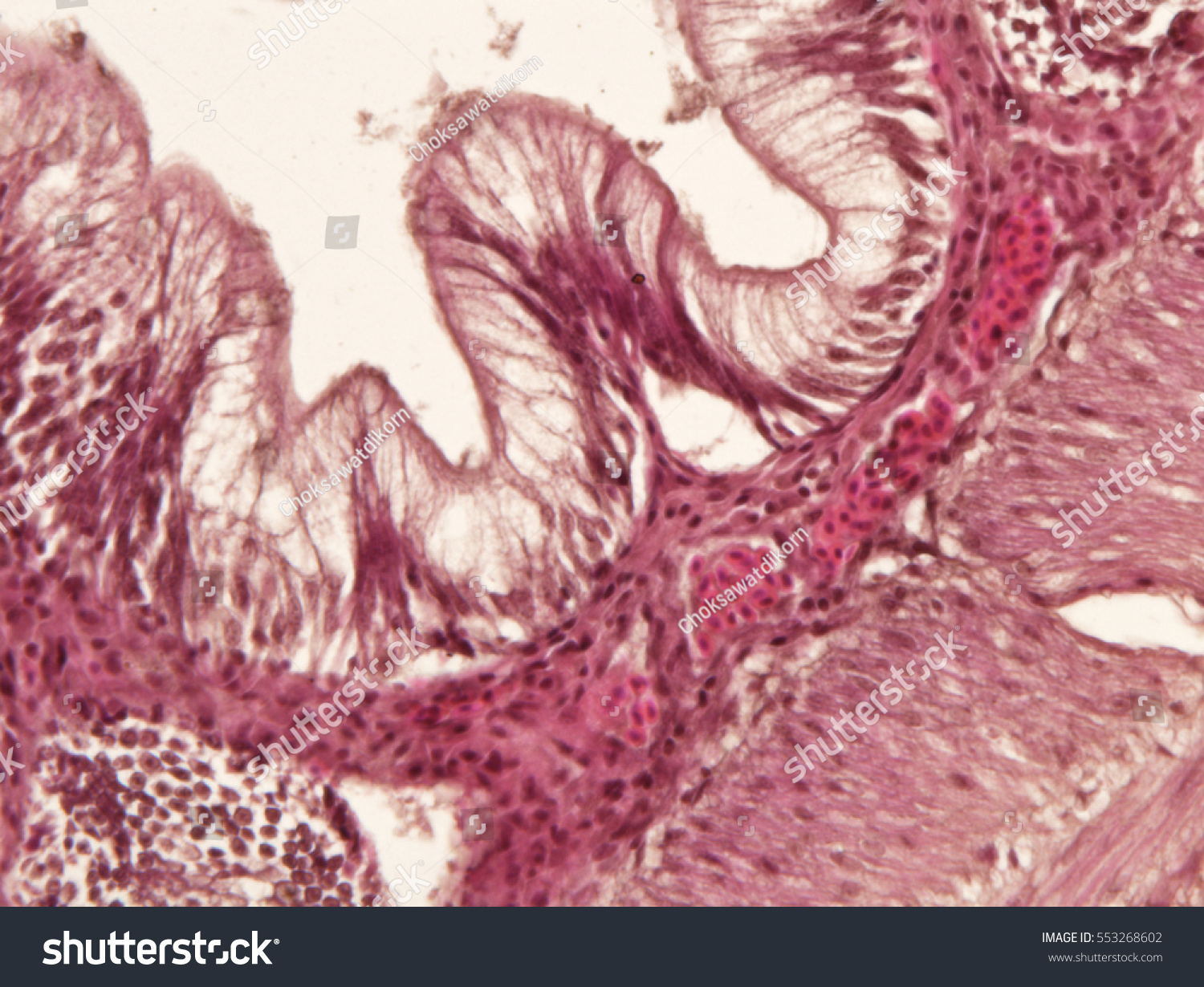 Intestine Animal Tissue Under Microscope View Stock Photo