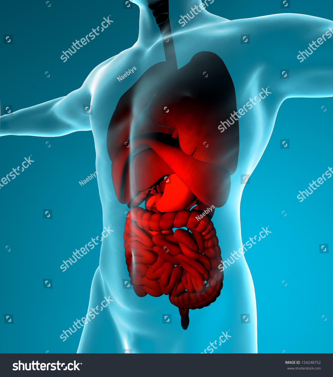 Intestine Lungs Human Body Xray Digestive Stock Illustration 154248752 ...