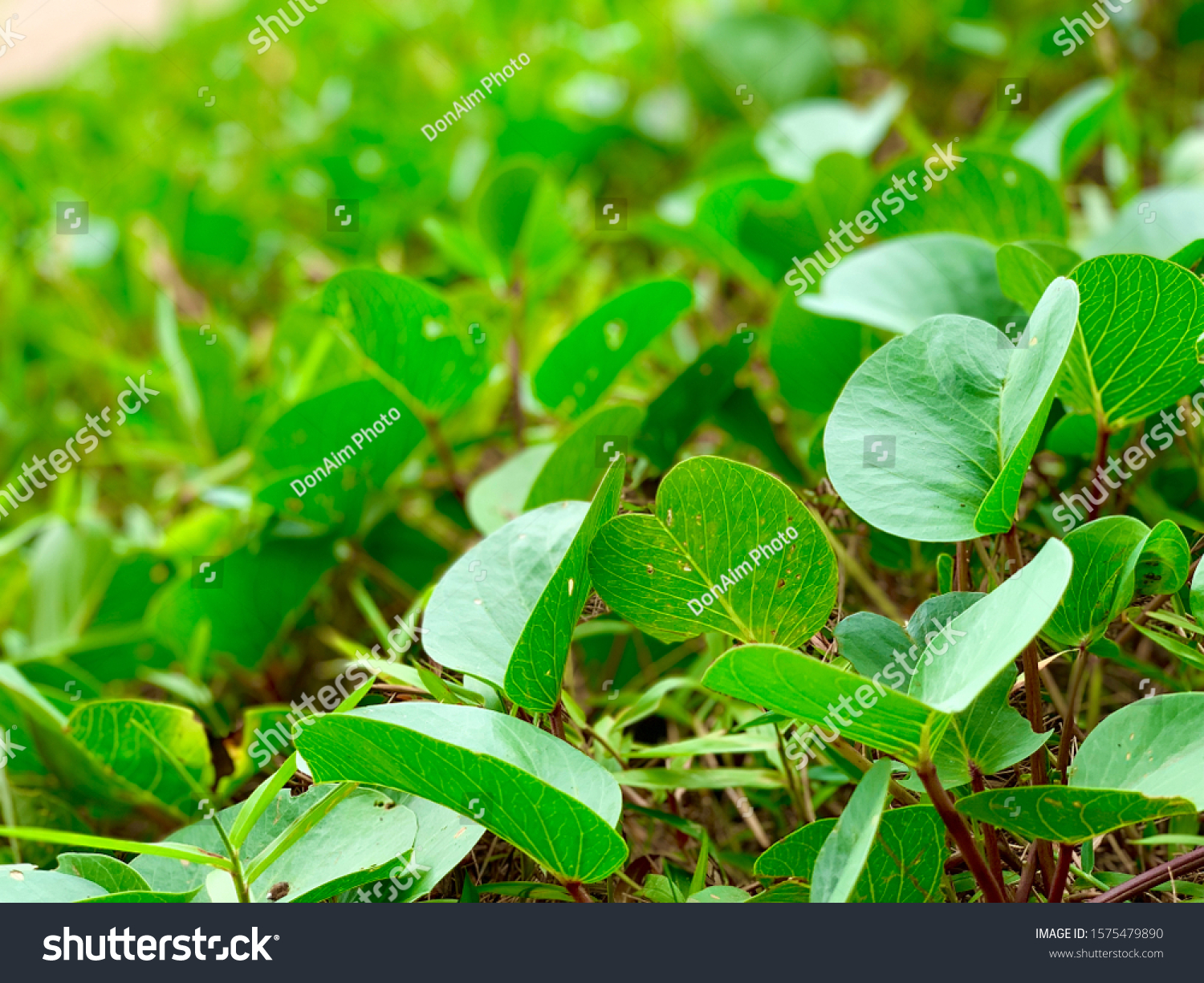 Ipomoea Pescaprae Pokok Tapak Kuda Stock Photo Edit Now 1575479890