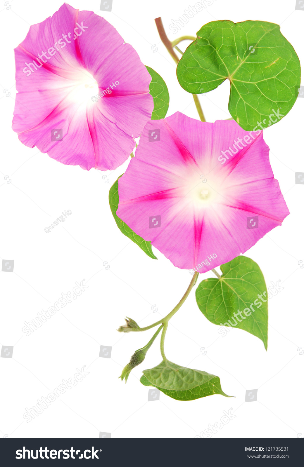 Ipomoea Pink Flowers Tree Stock Photo (edit Now) 121735531