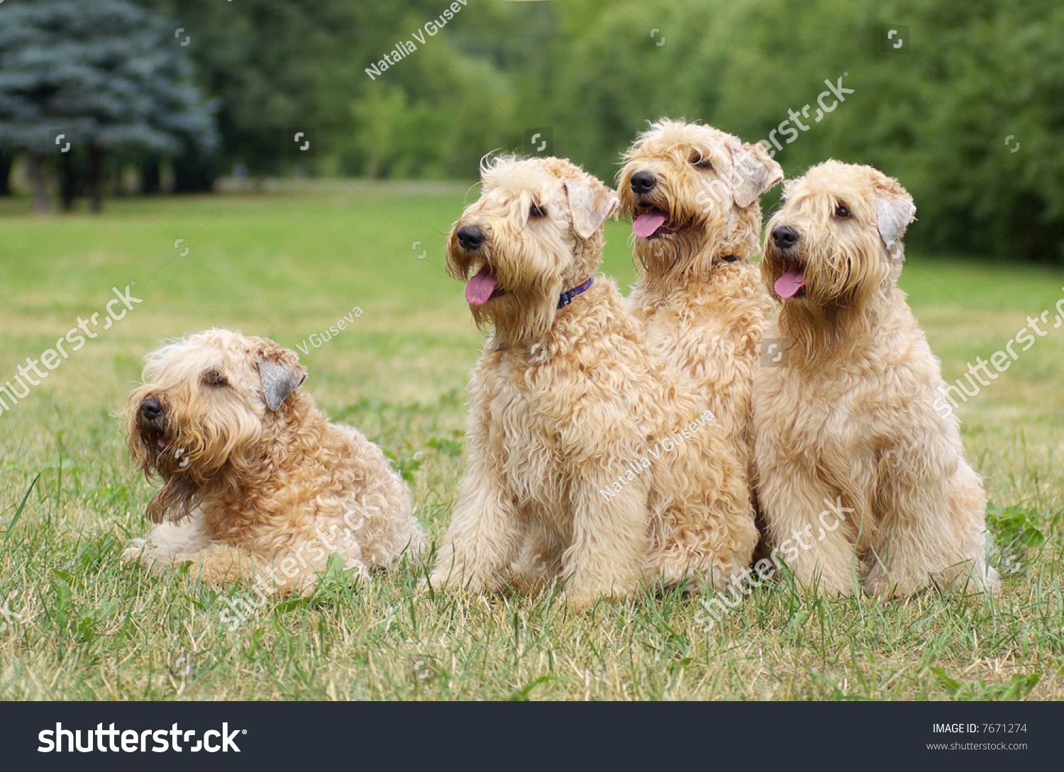 Ireland Soft Coated Wheaten Terriers Summer Stock Photo Edit Now